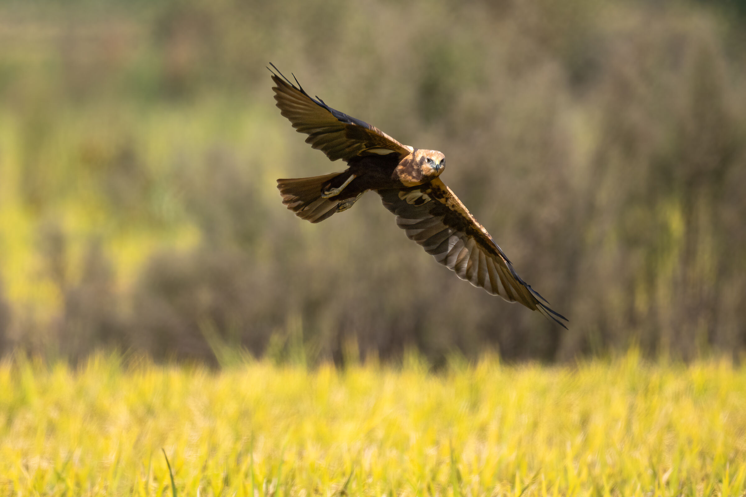 Marsh Harrier