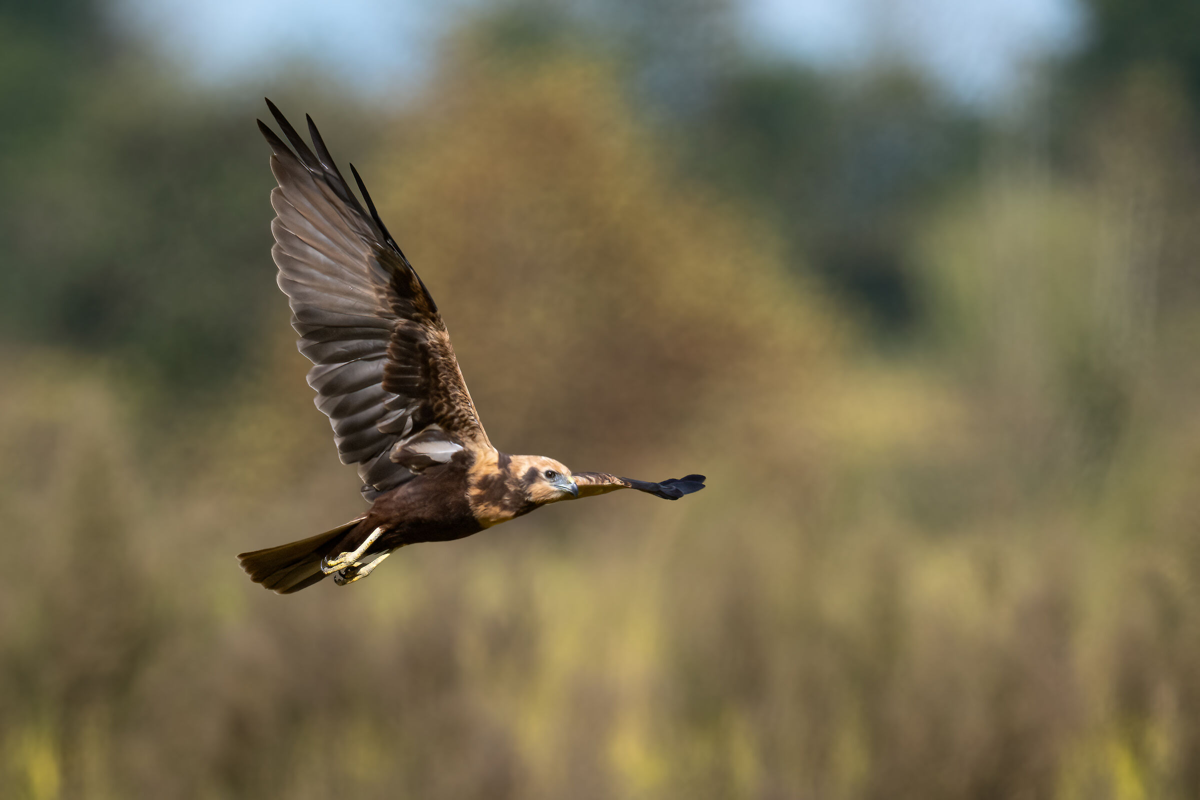 Marsh Harrier