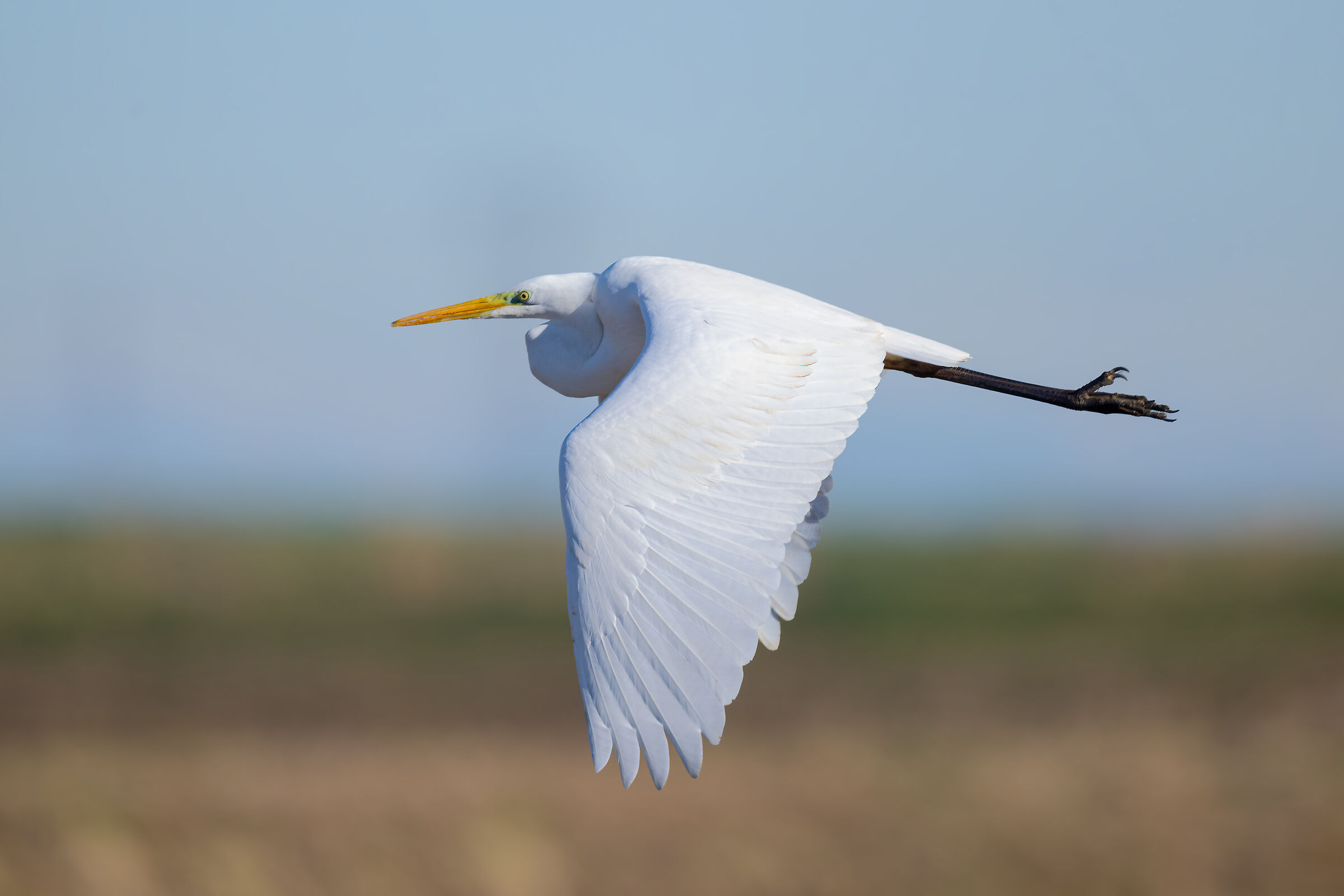 Great White Heron