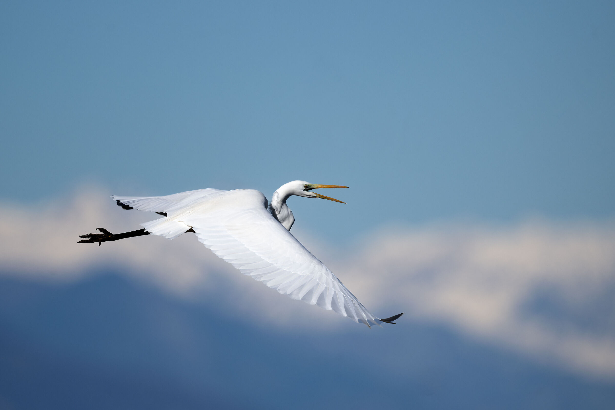 Great White Heron