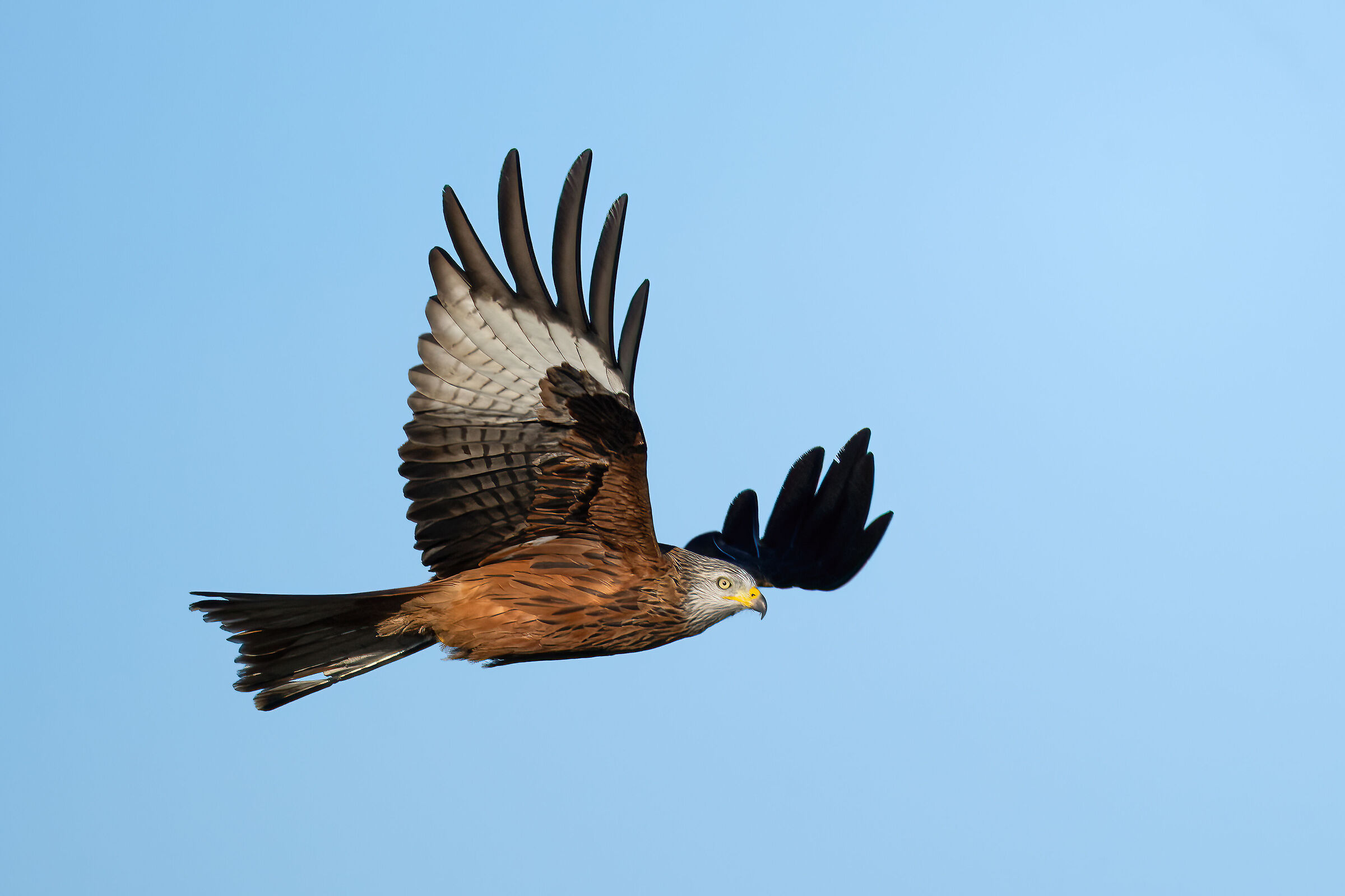 Red kite