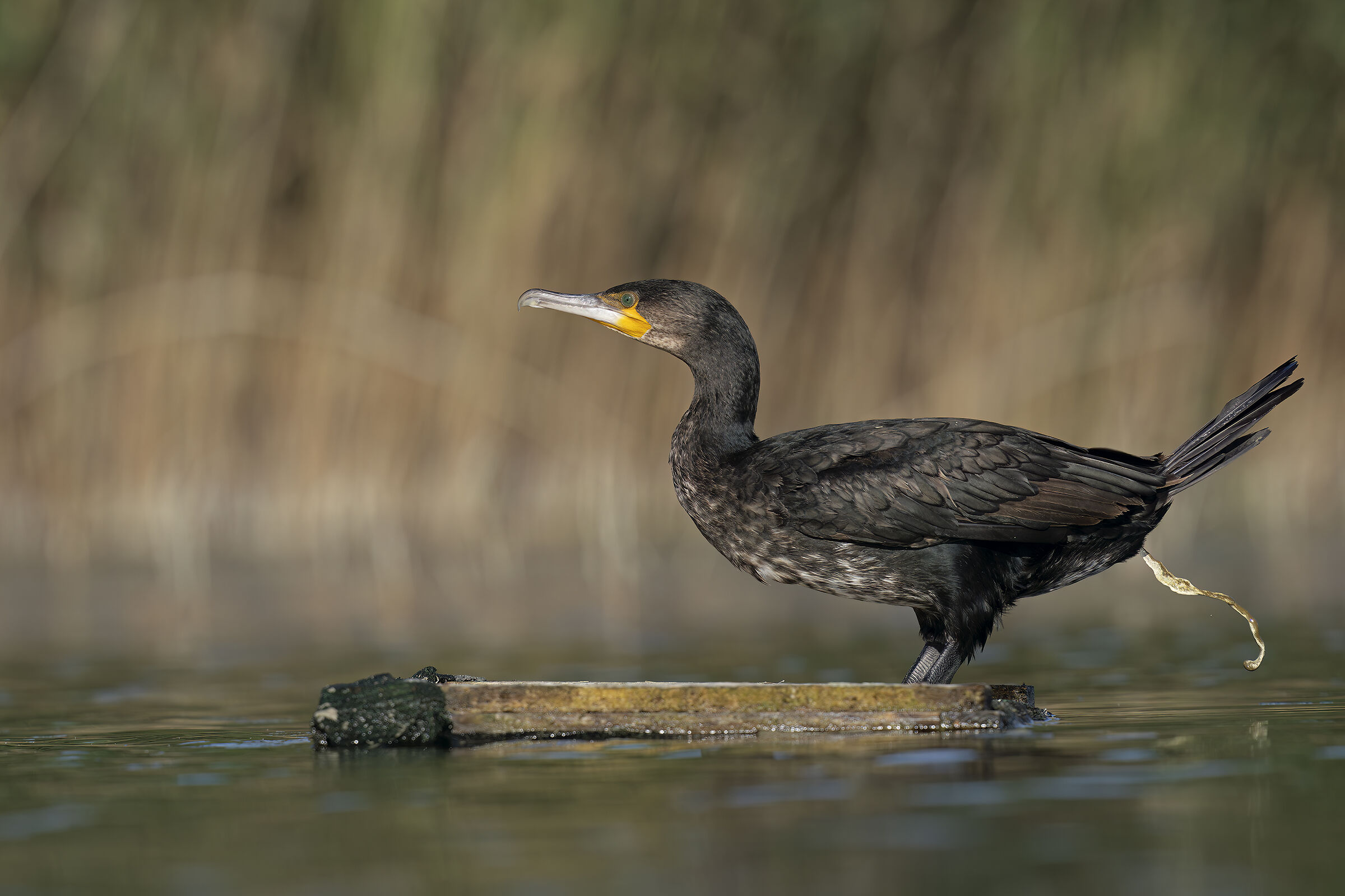 Cormorant