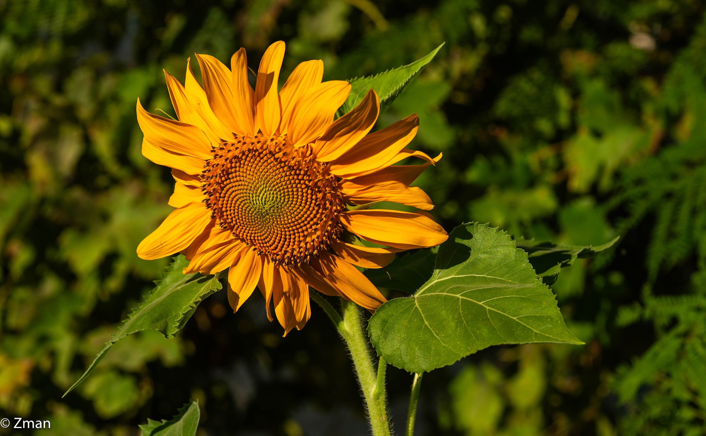 Girasole
