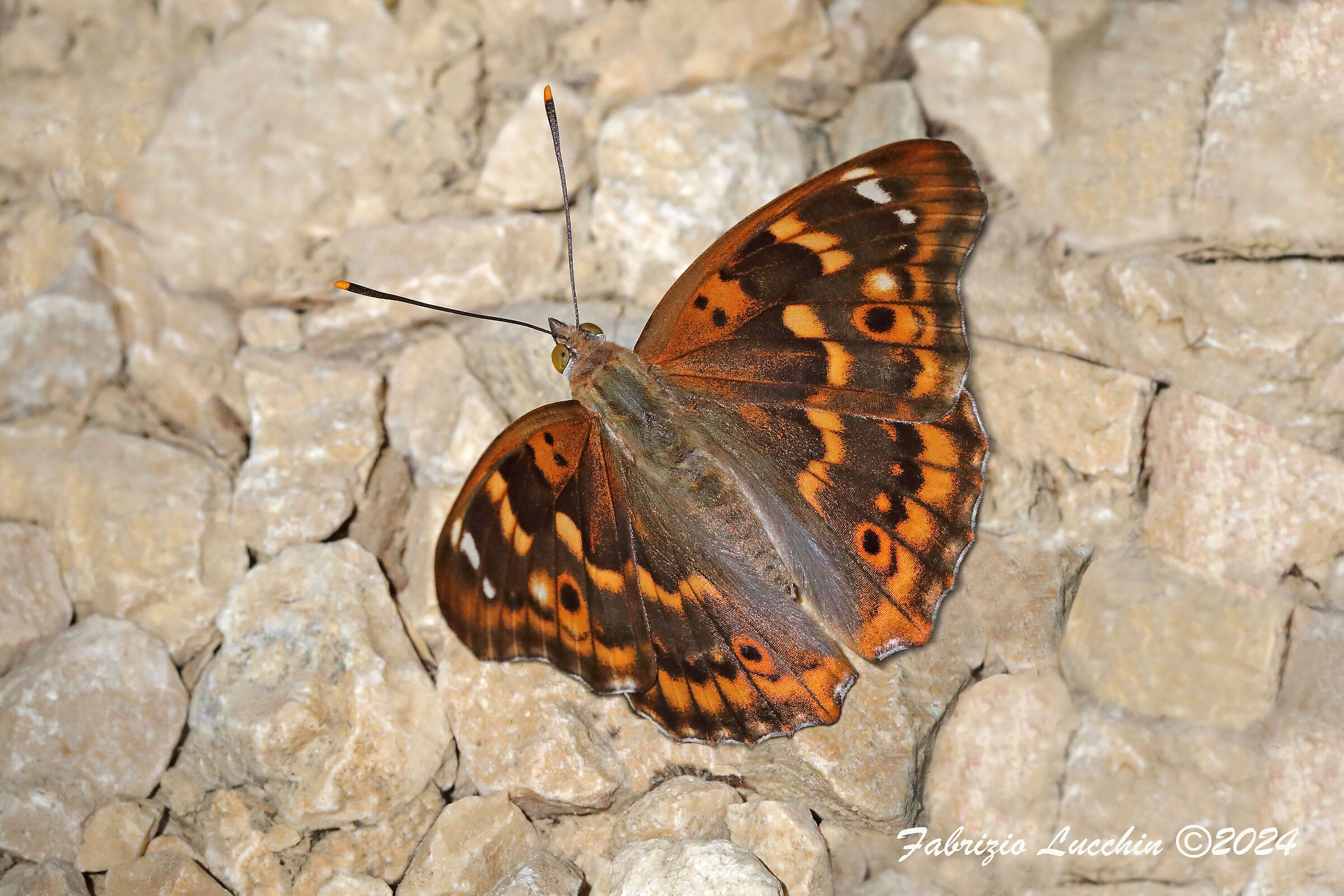 Apatura ilia