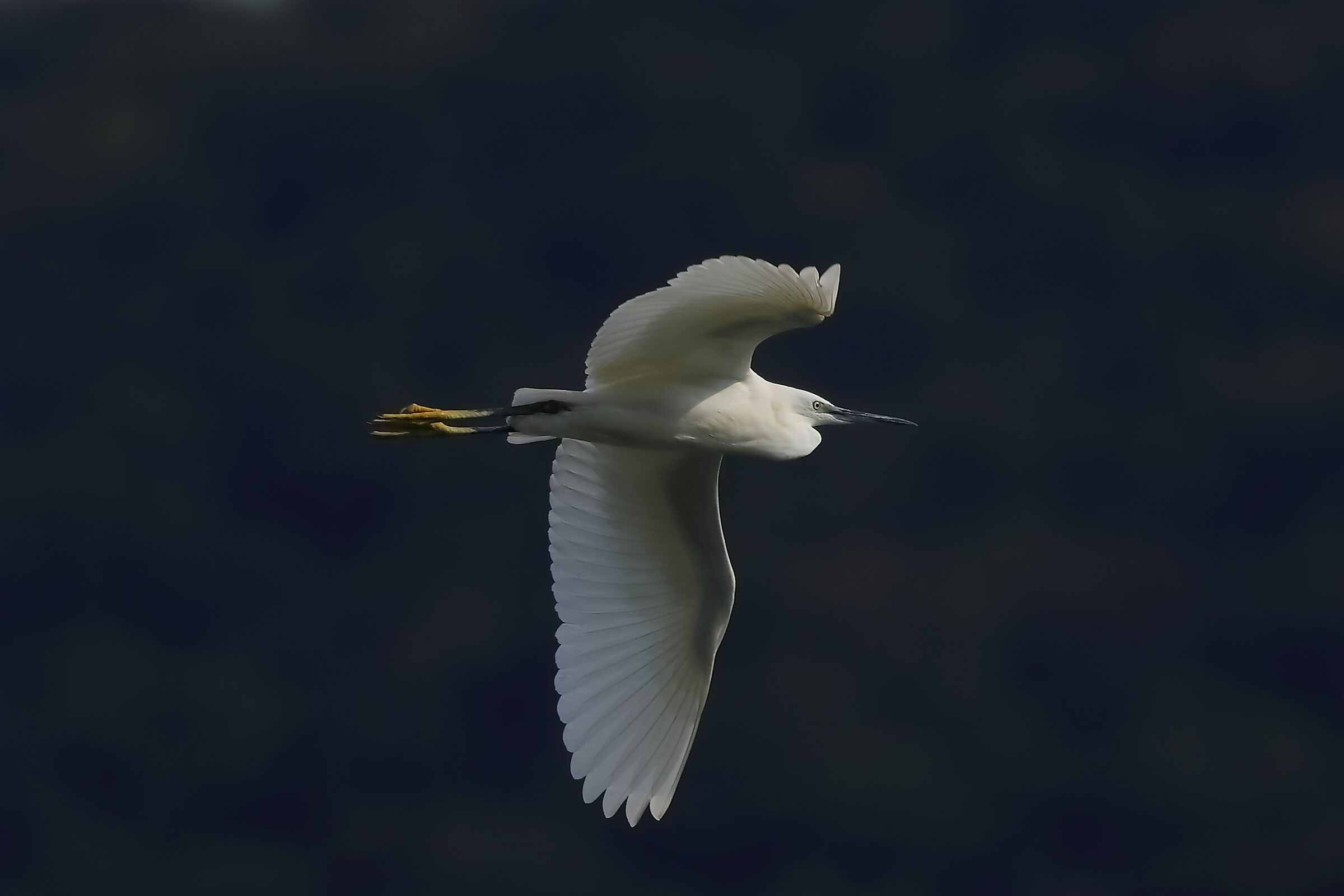 Garzetta 11 settembre 2024 - 0026