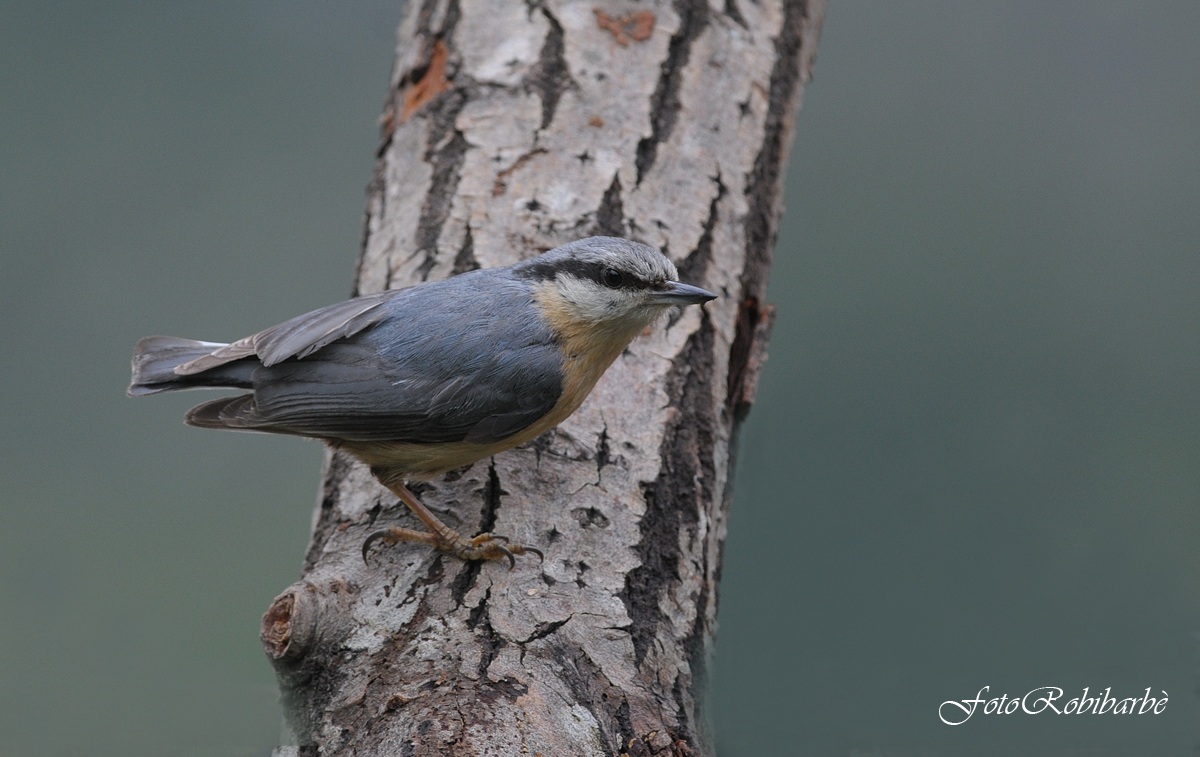 Picchio muratore........