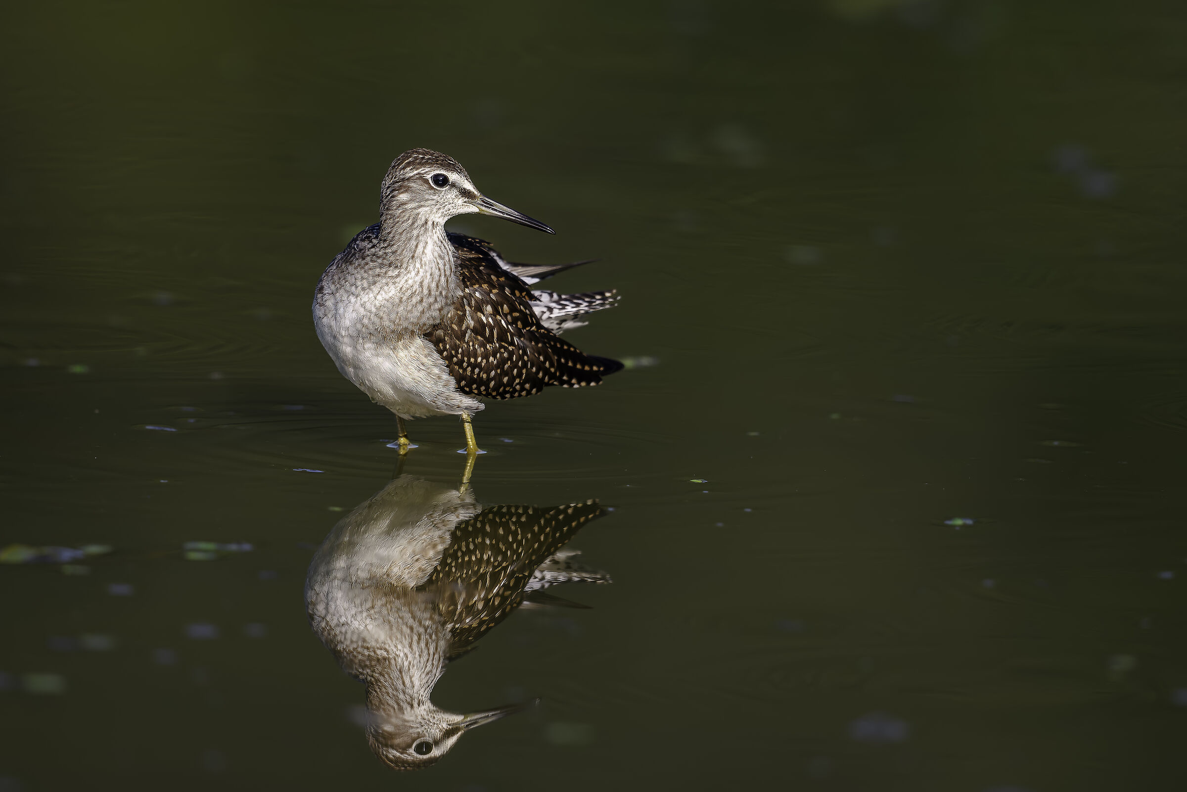 Wood Sandpiper