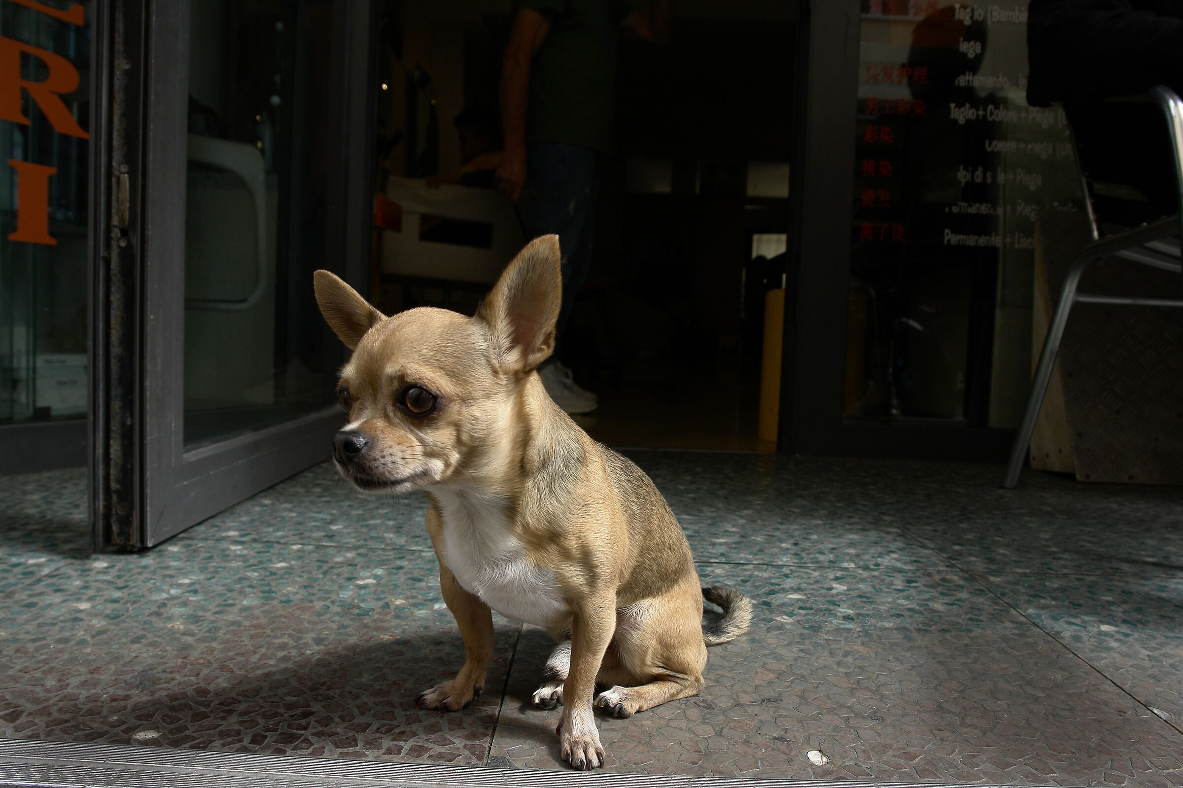 ... what a tristessa ...