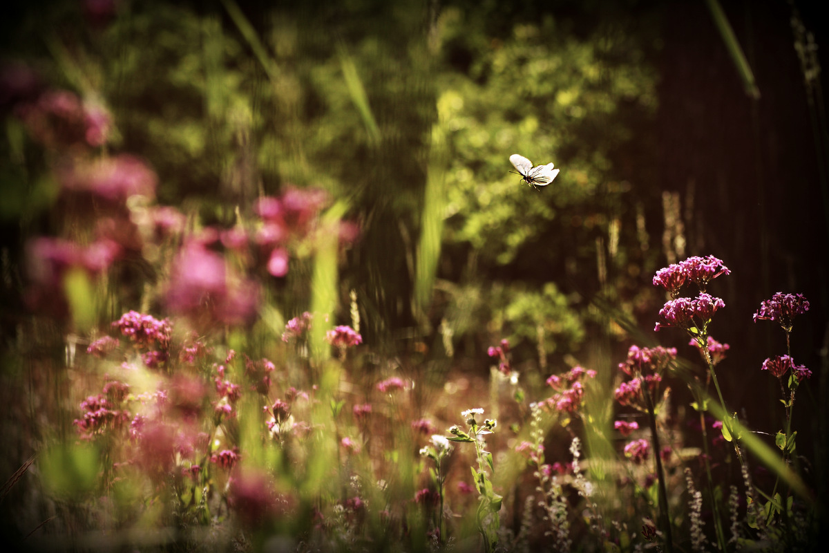 Dream of early summer