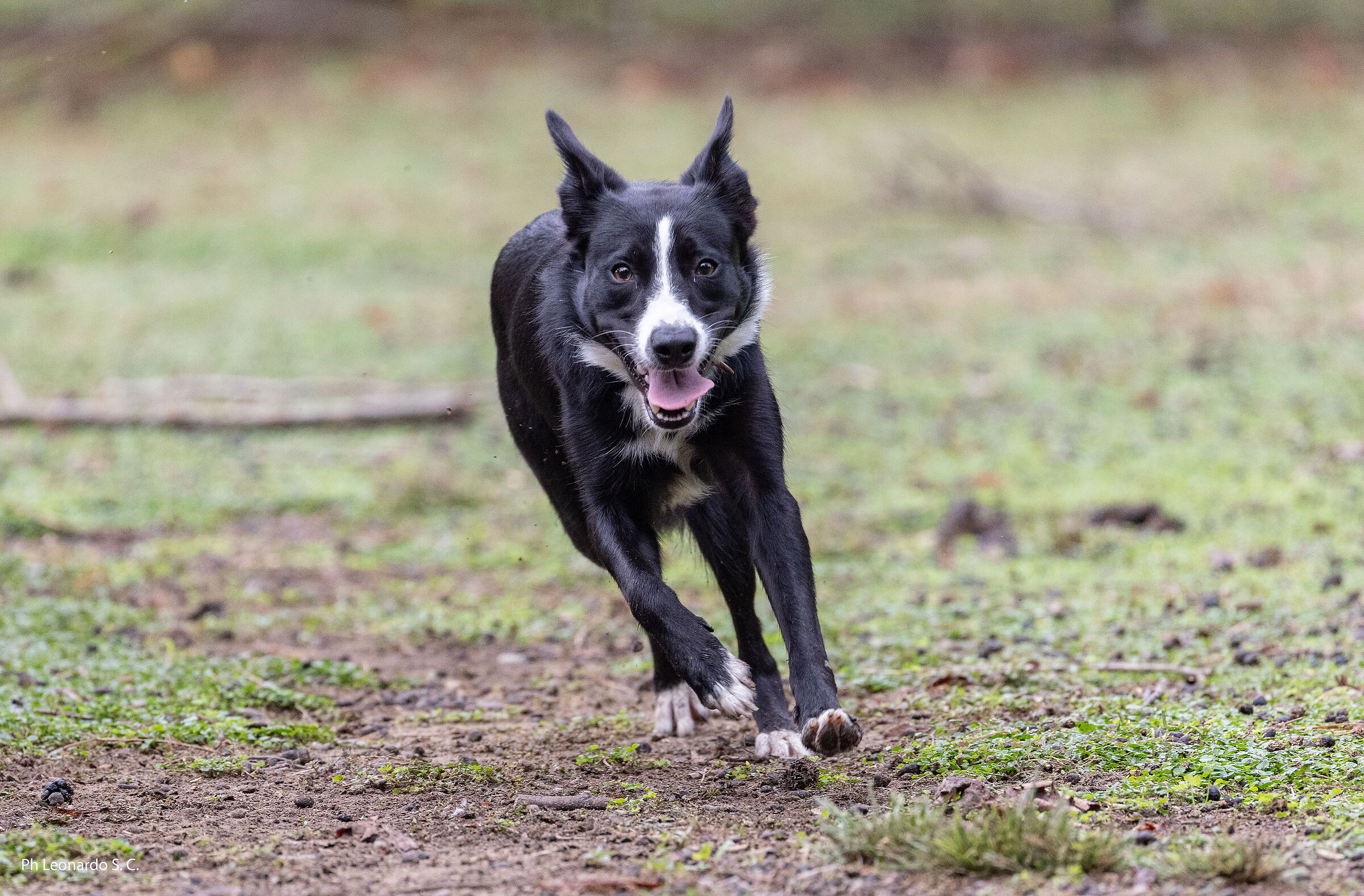 border collie