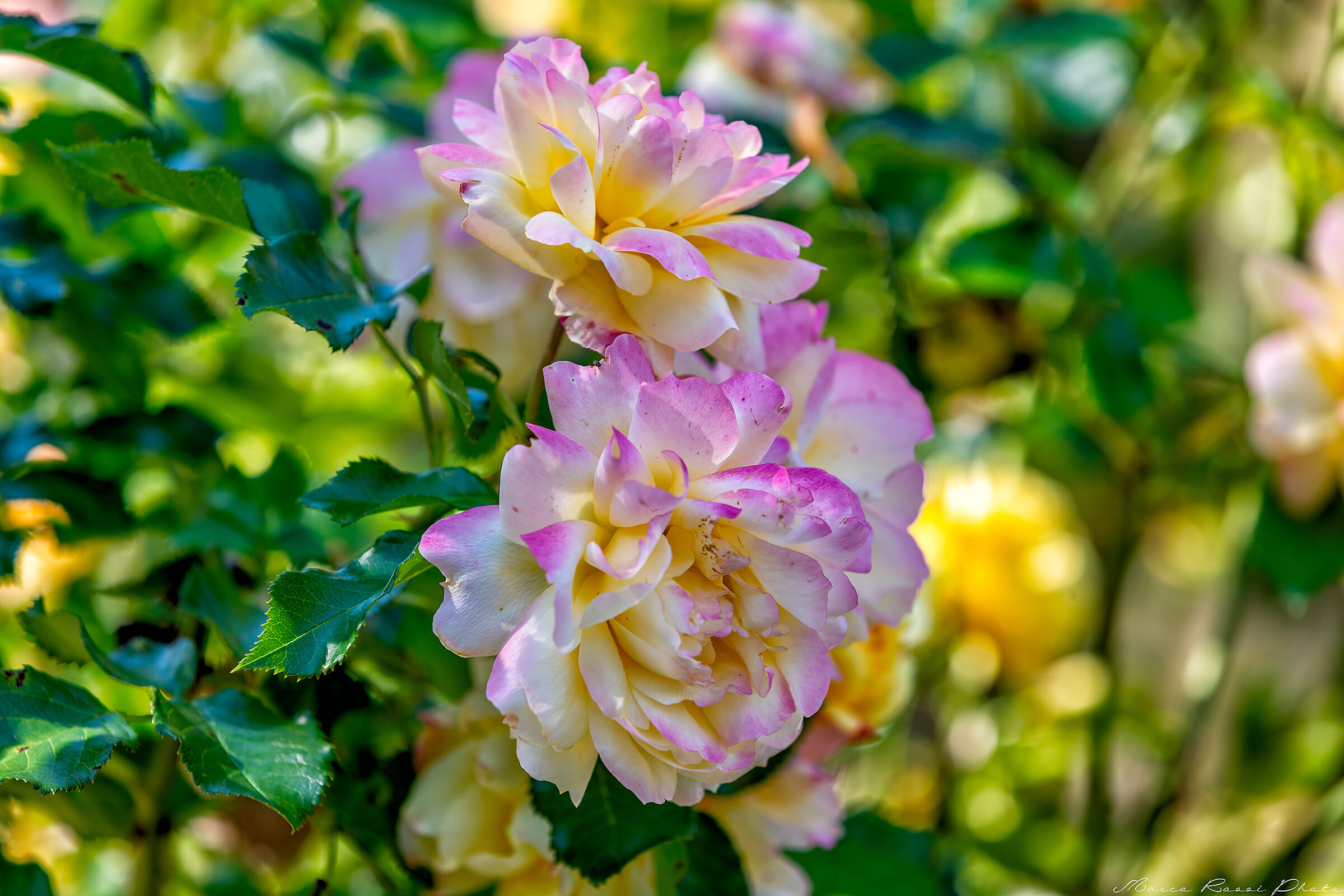 La rosa della via Romantica