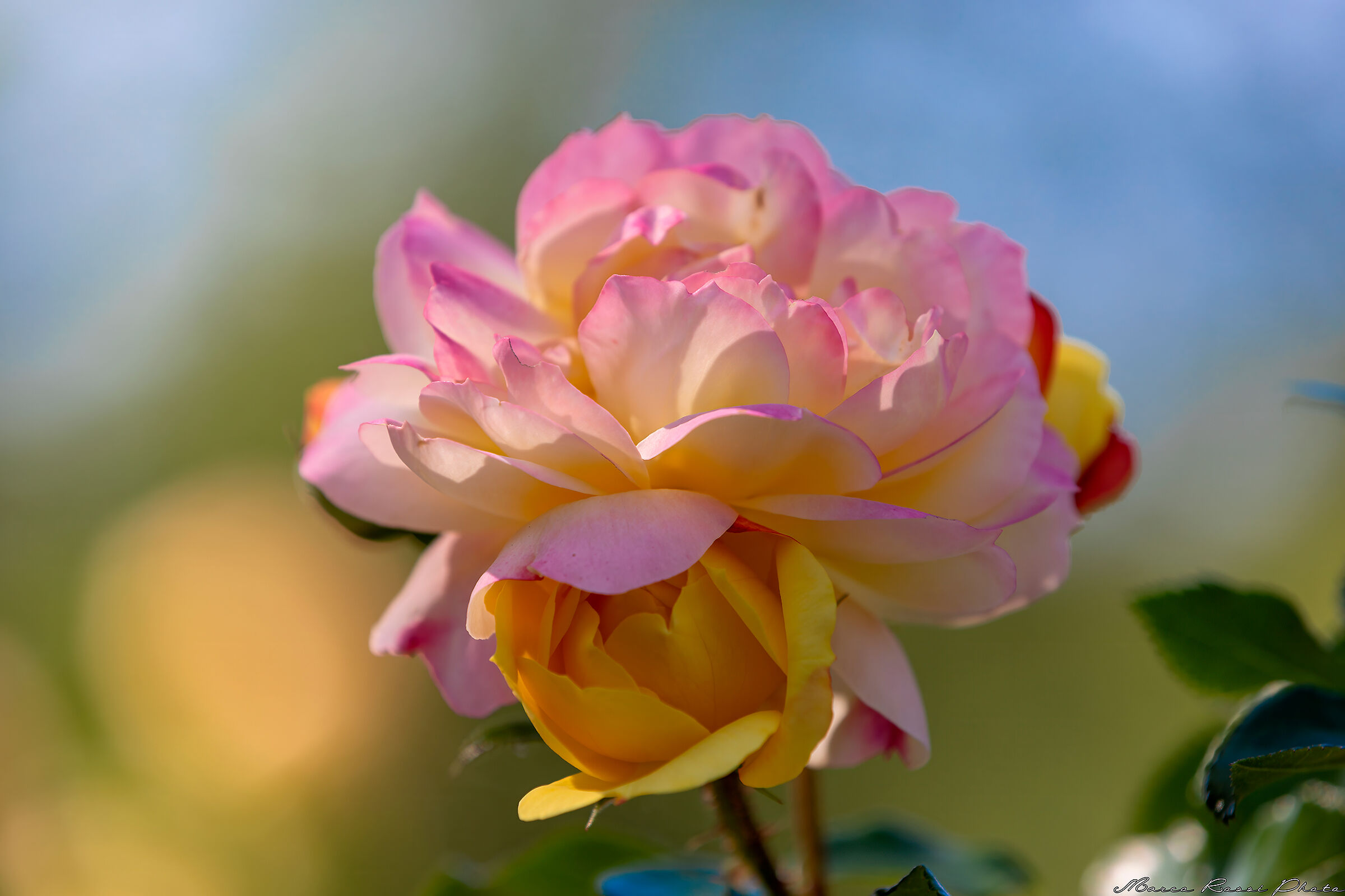 La rosa della via Romantica