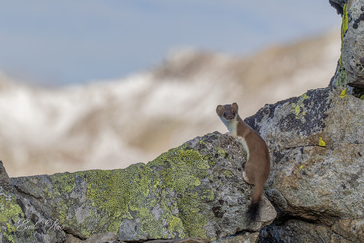 Ermine