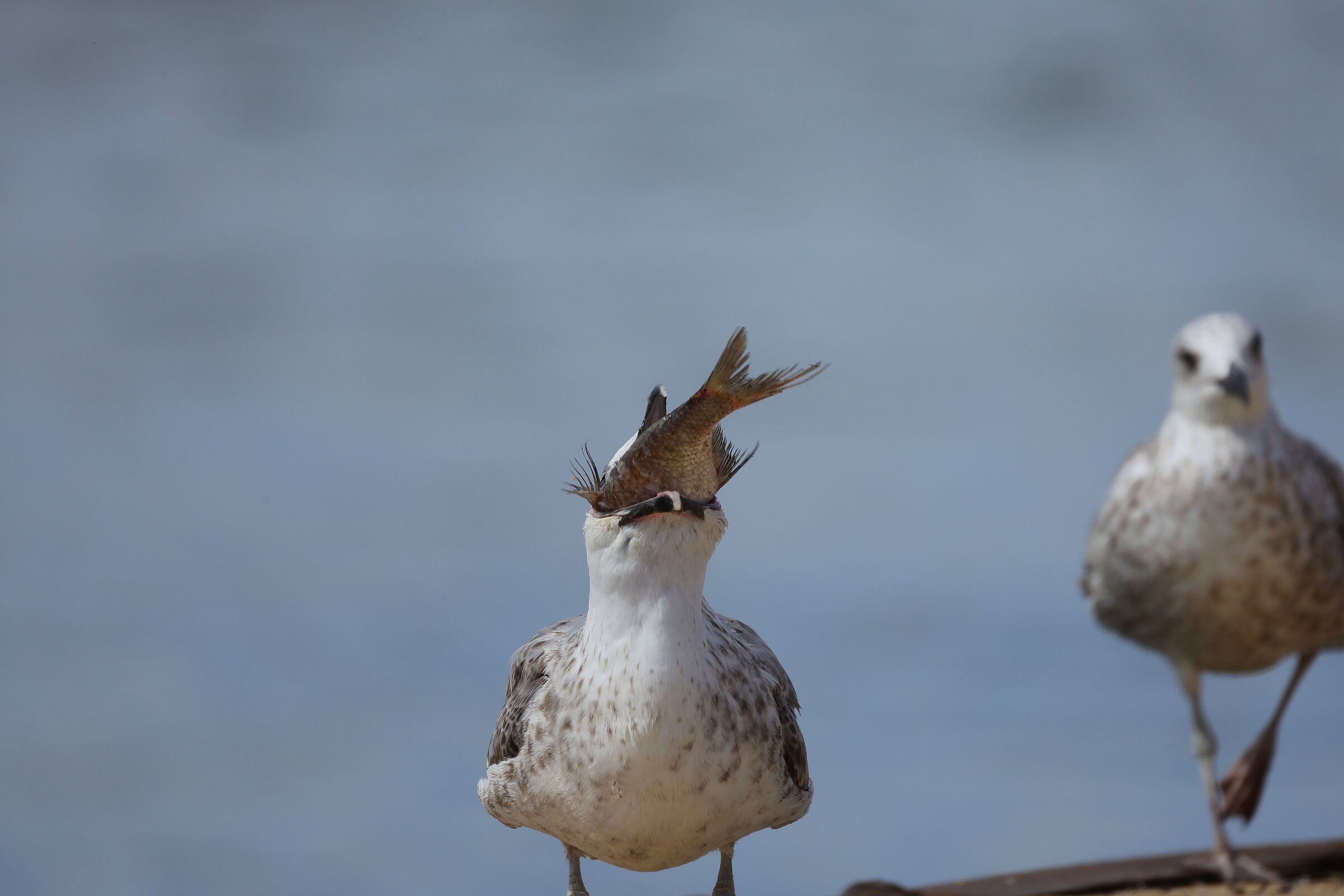 Datemi una citrosodina
