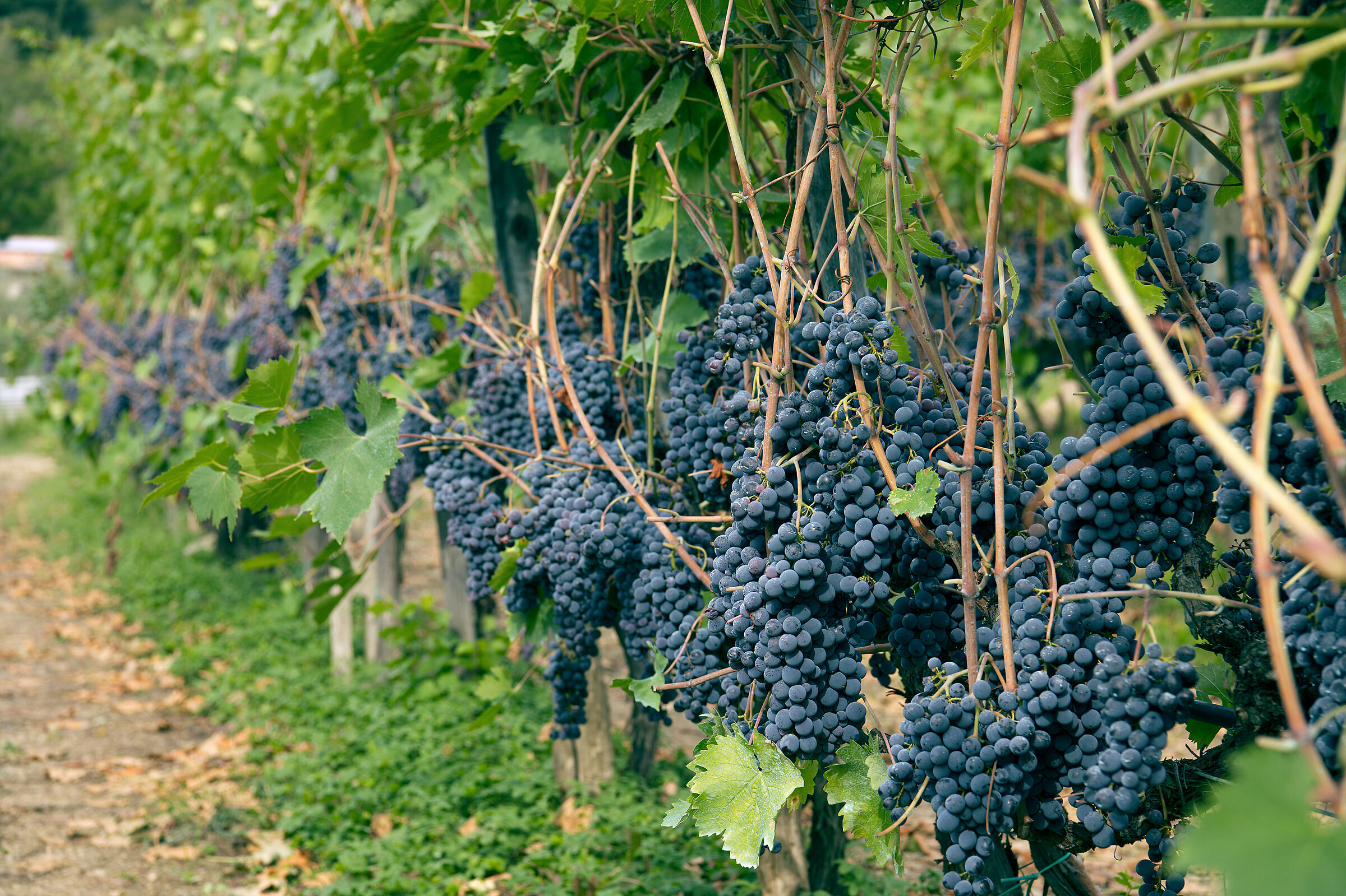 Sangiovese 2024...