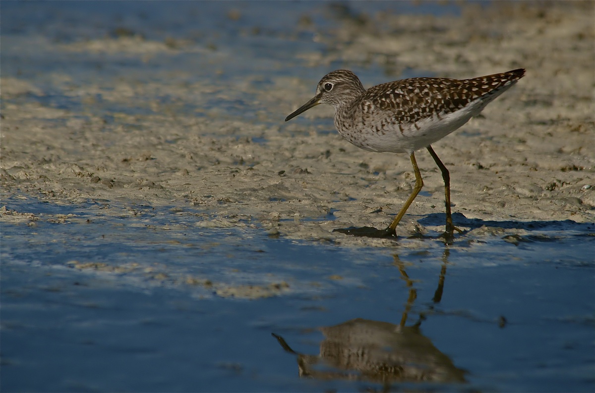 Piro Piro Boschereccio