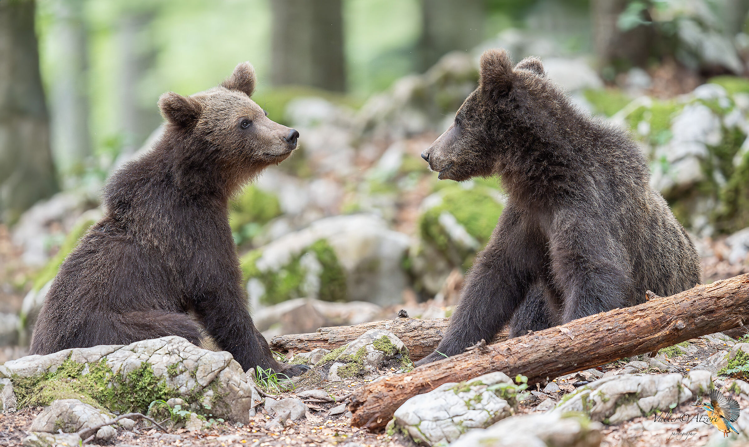 The two bears chat