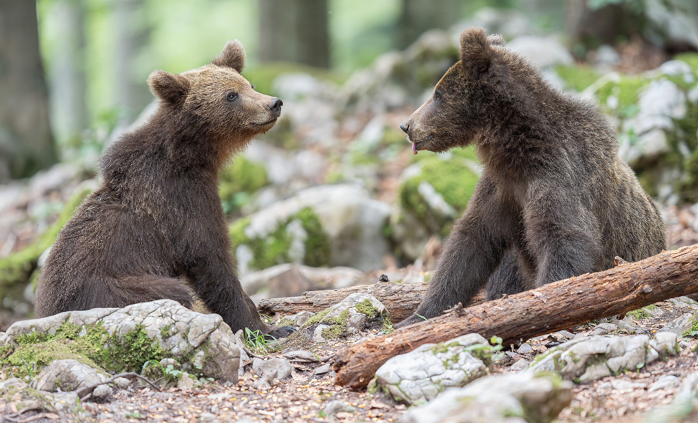 Bear chatter