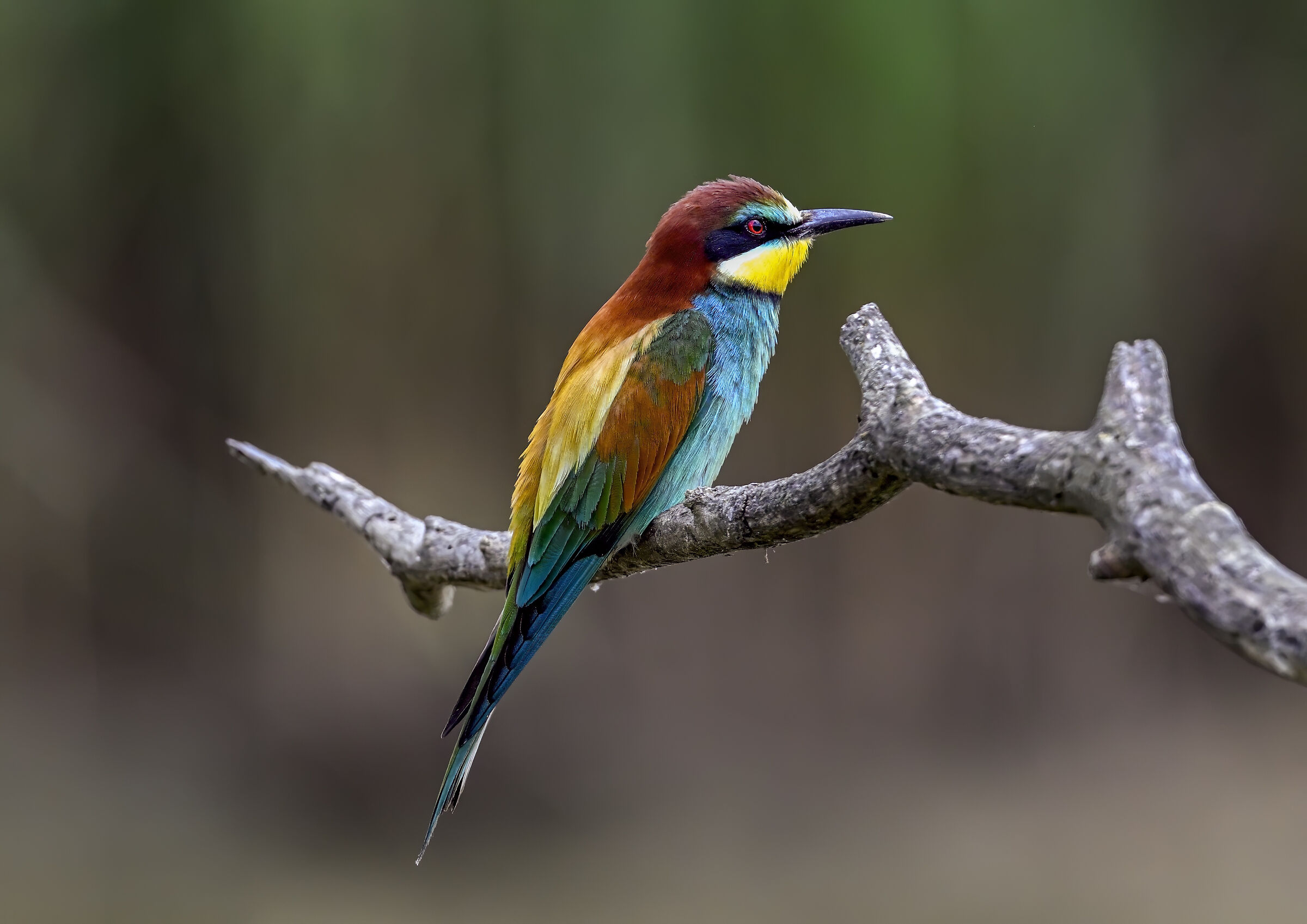 Bee-eater at the Parco della Piana Sesto Fiorentino FI