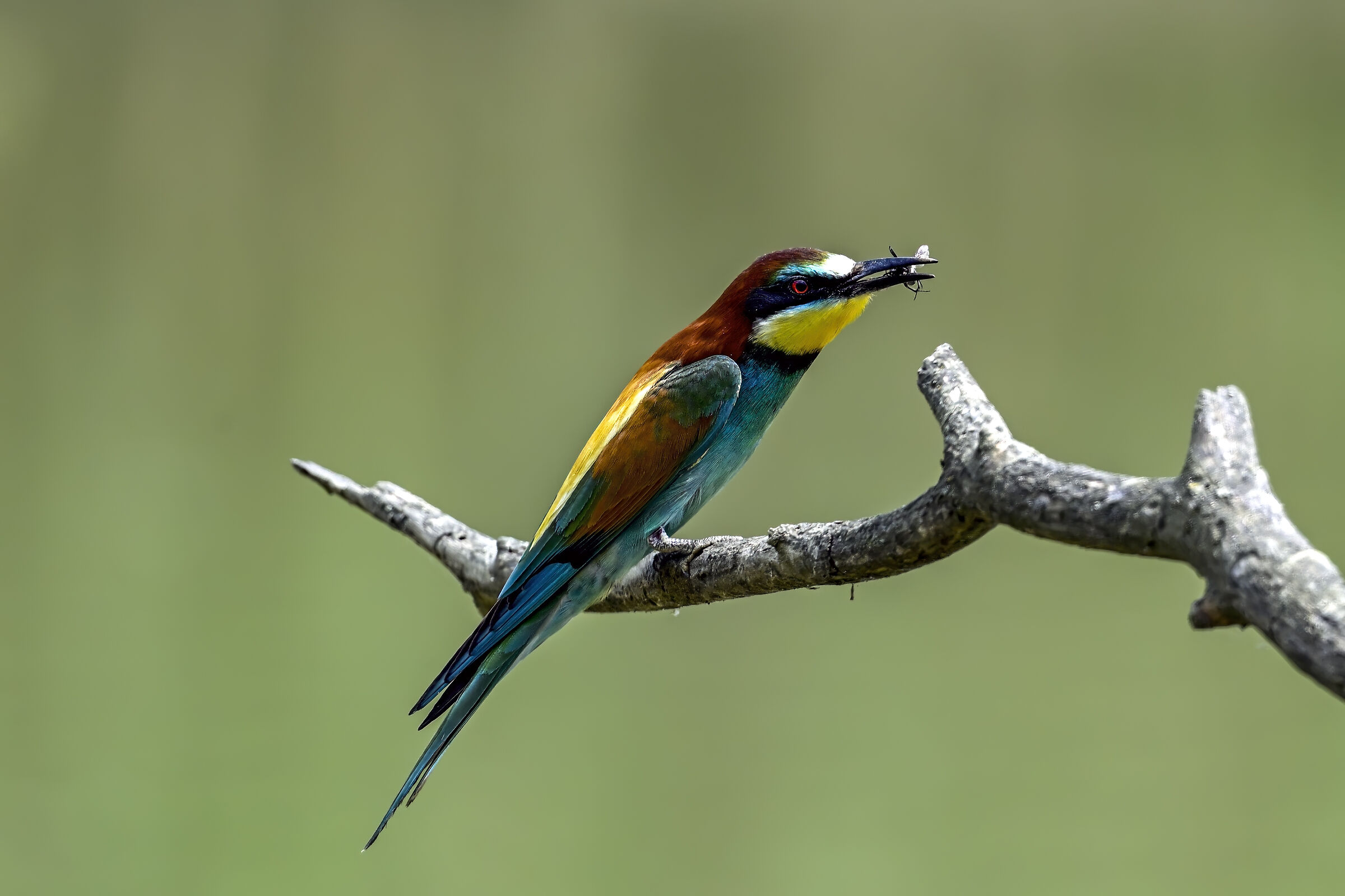 Bee-eater at the Parco della Piana Sesto Fiorentino FI