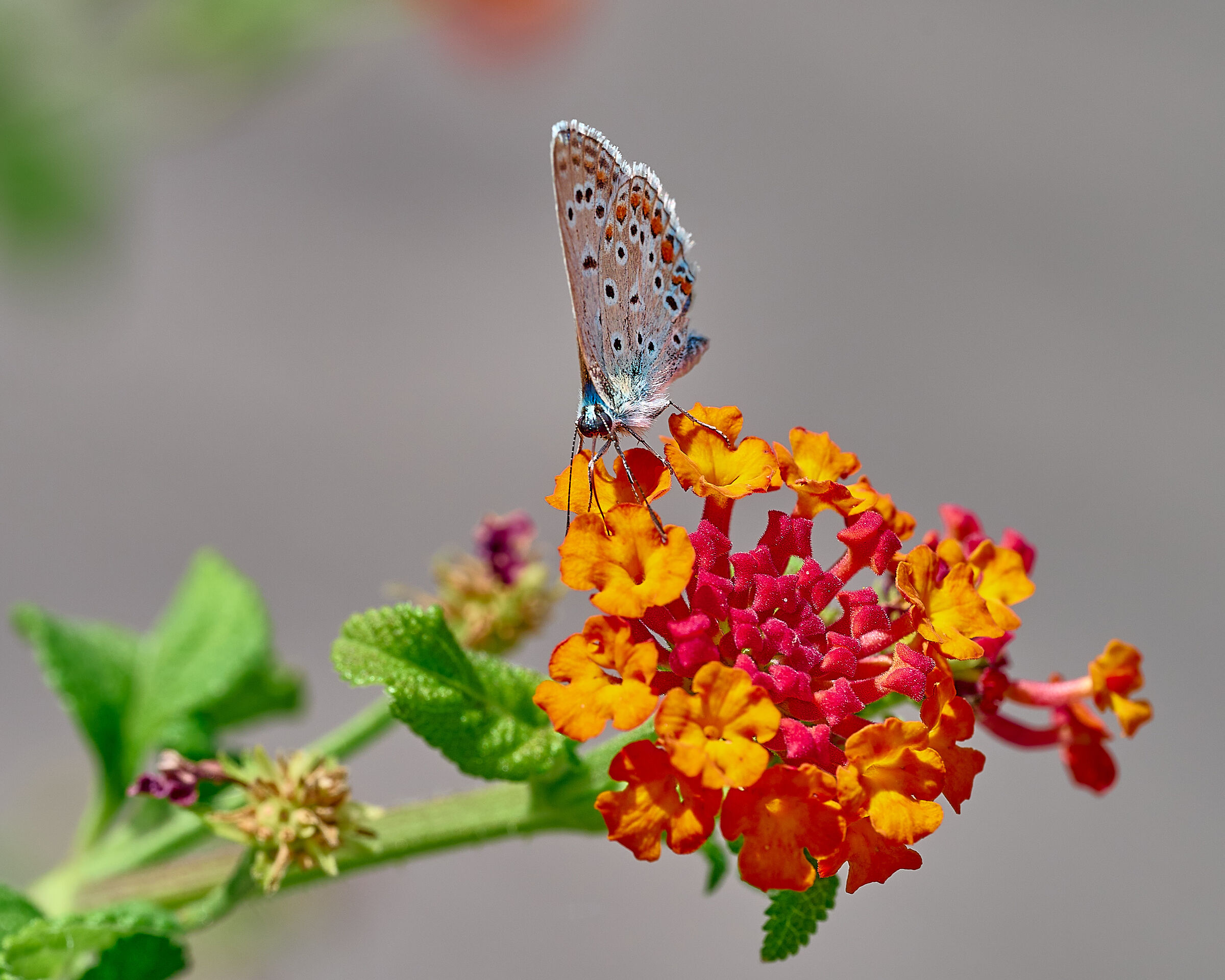 Argiad on Lantana flower