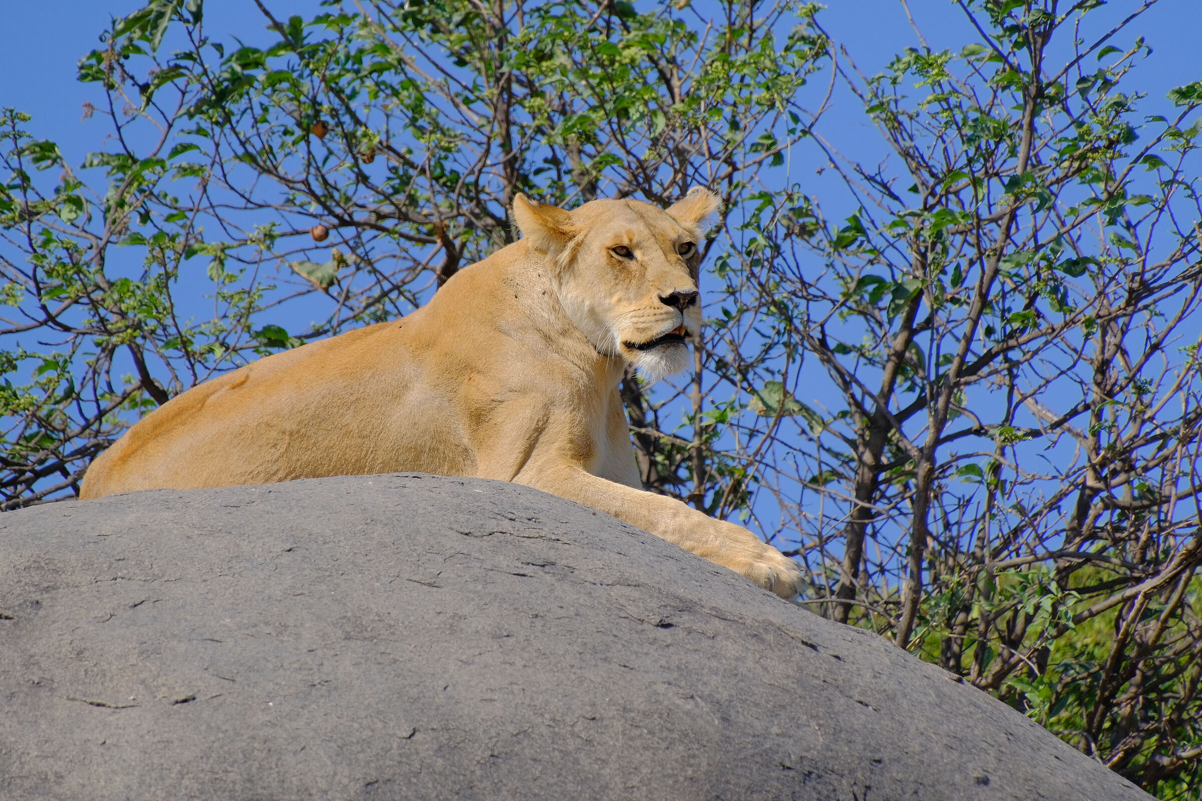 Serengeti N. P.