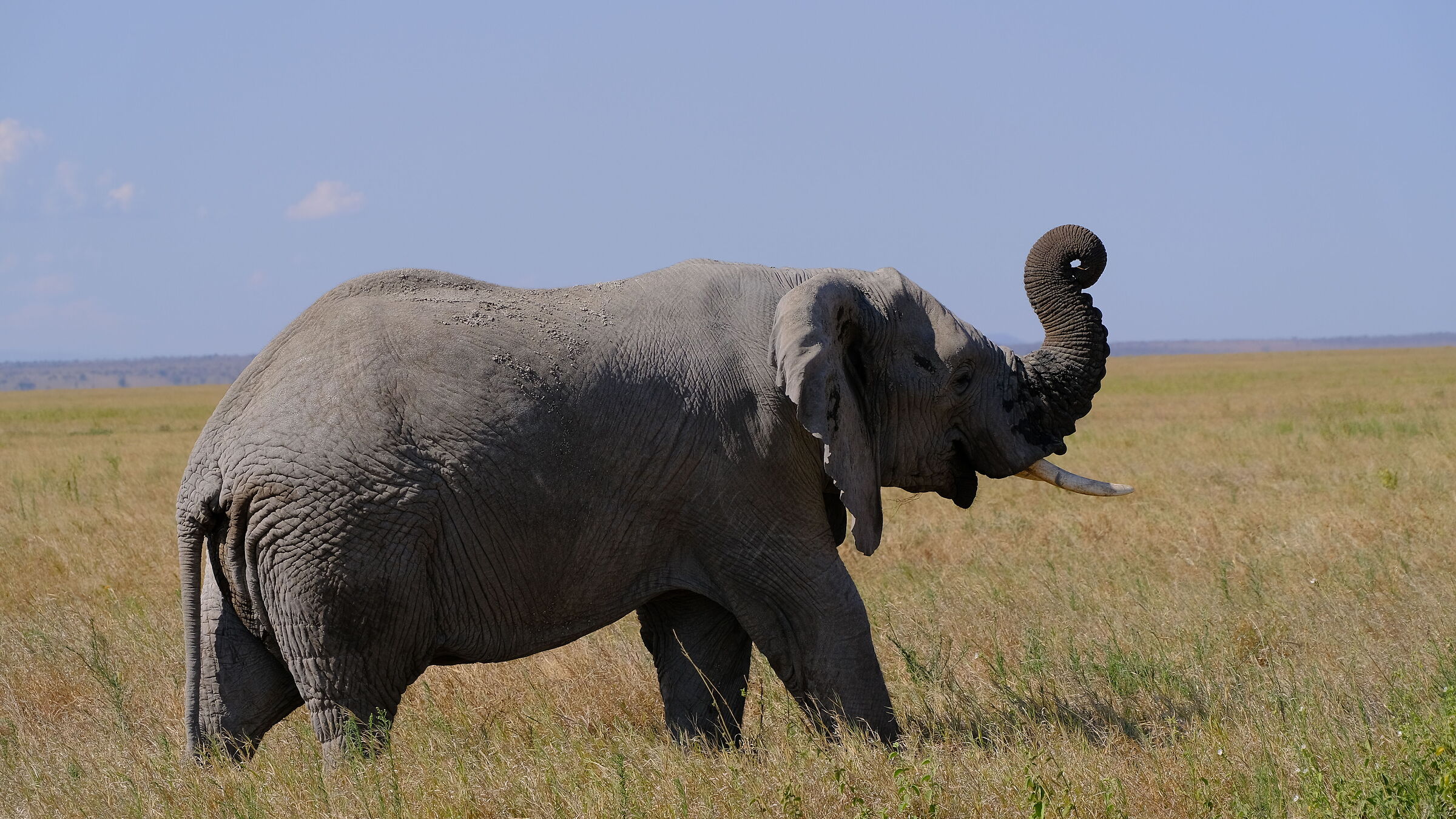 Serengeti N. P.