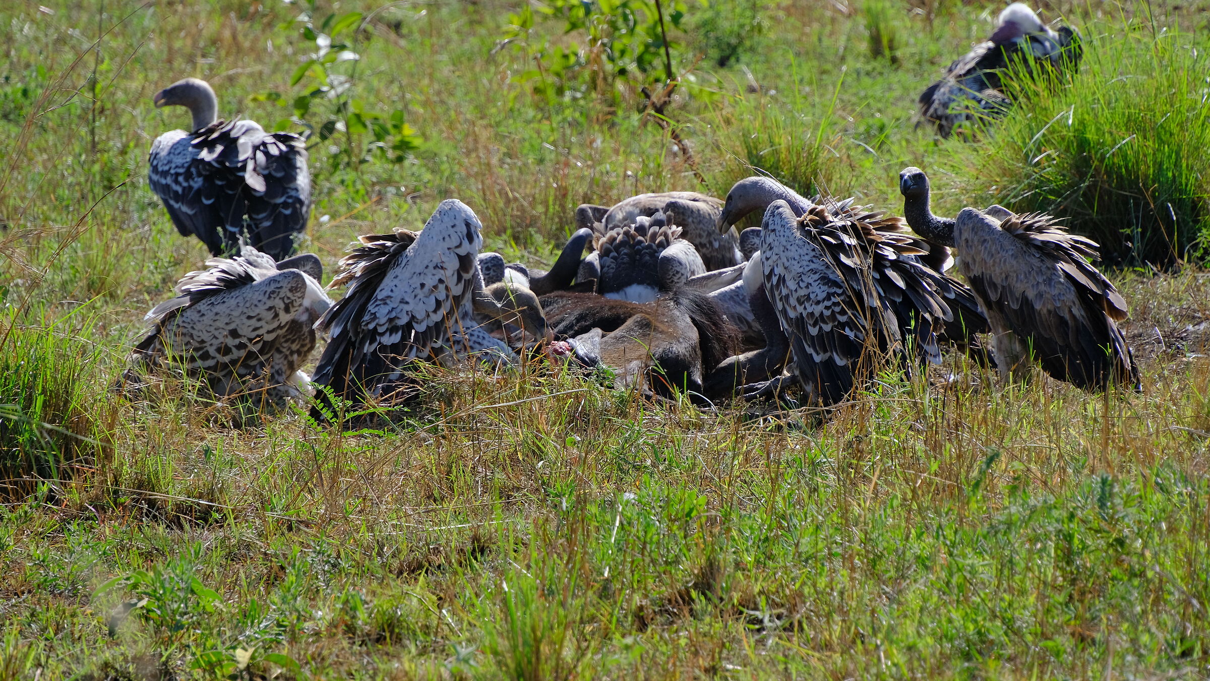 Serengeti N. P.