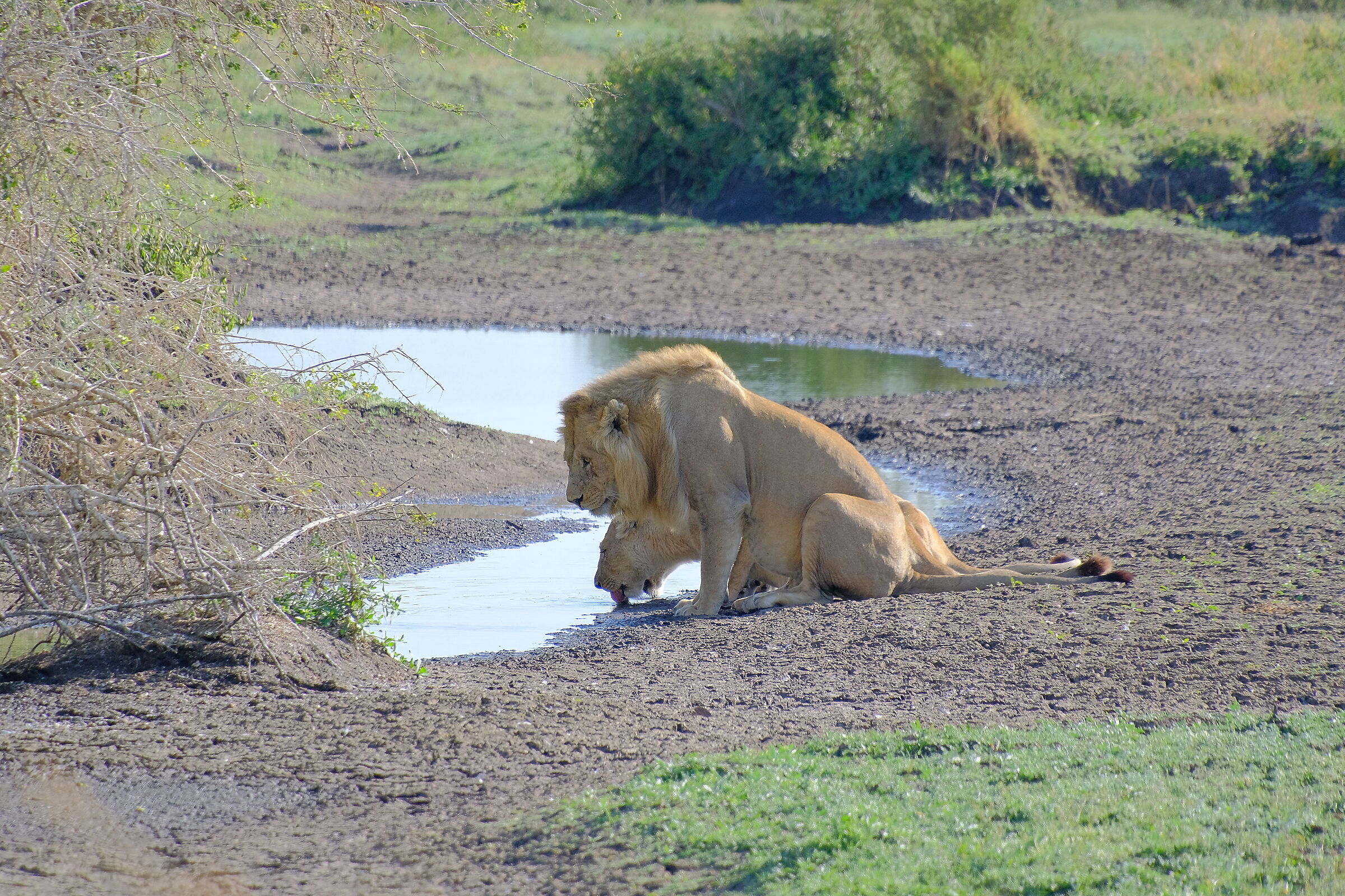 Serengeti N. P.