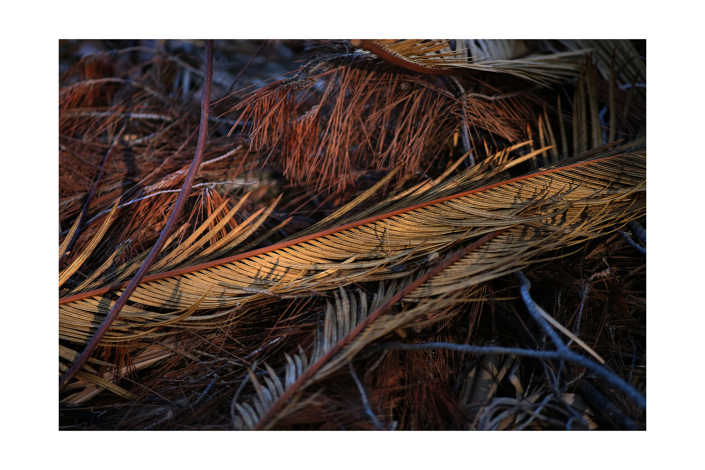 dry palm tree leaf