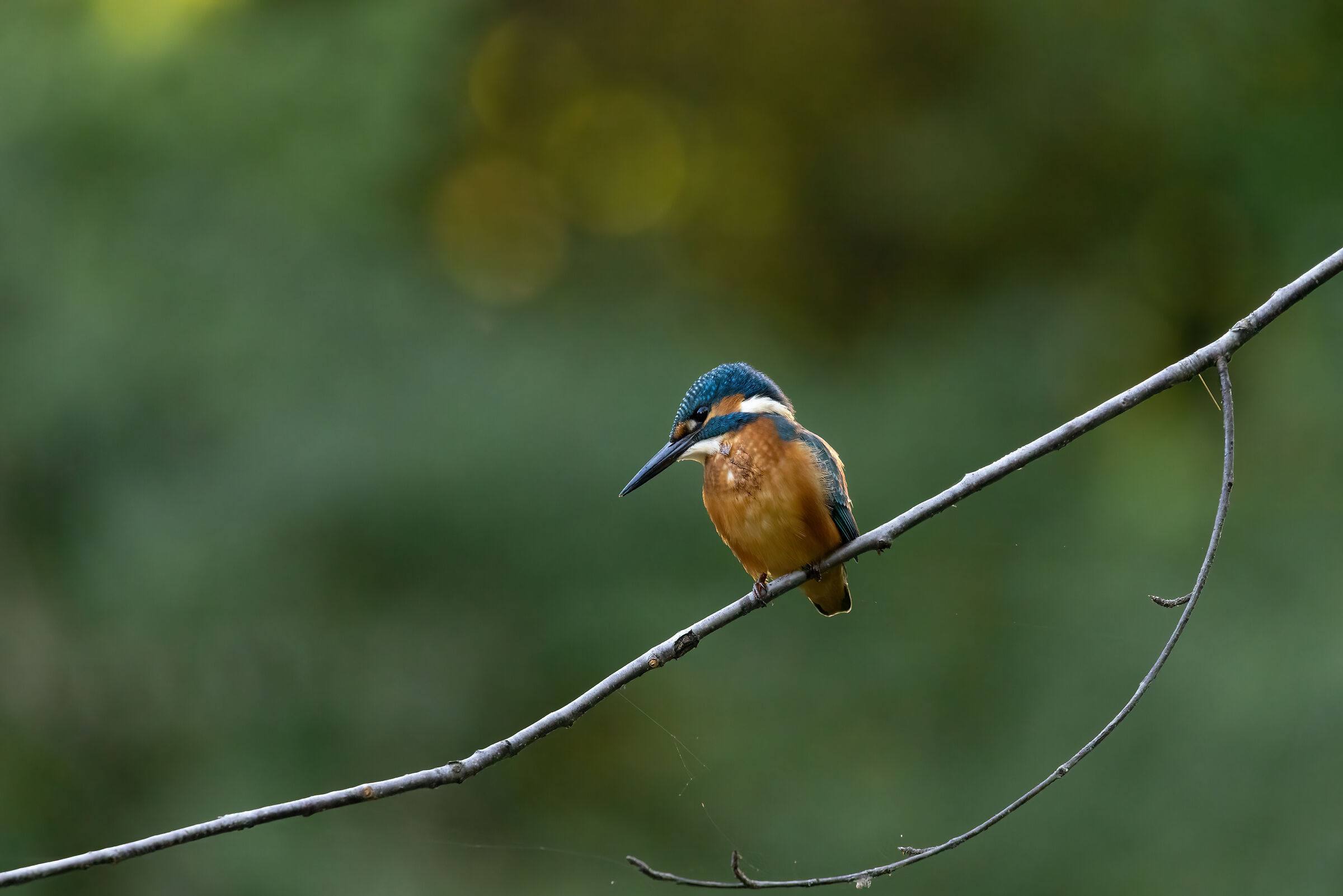 The Fisherman's King - 1