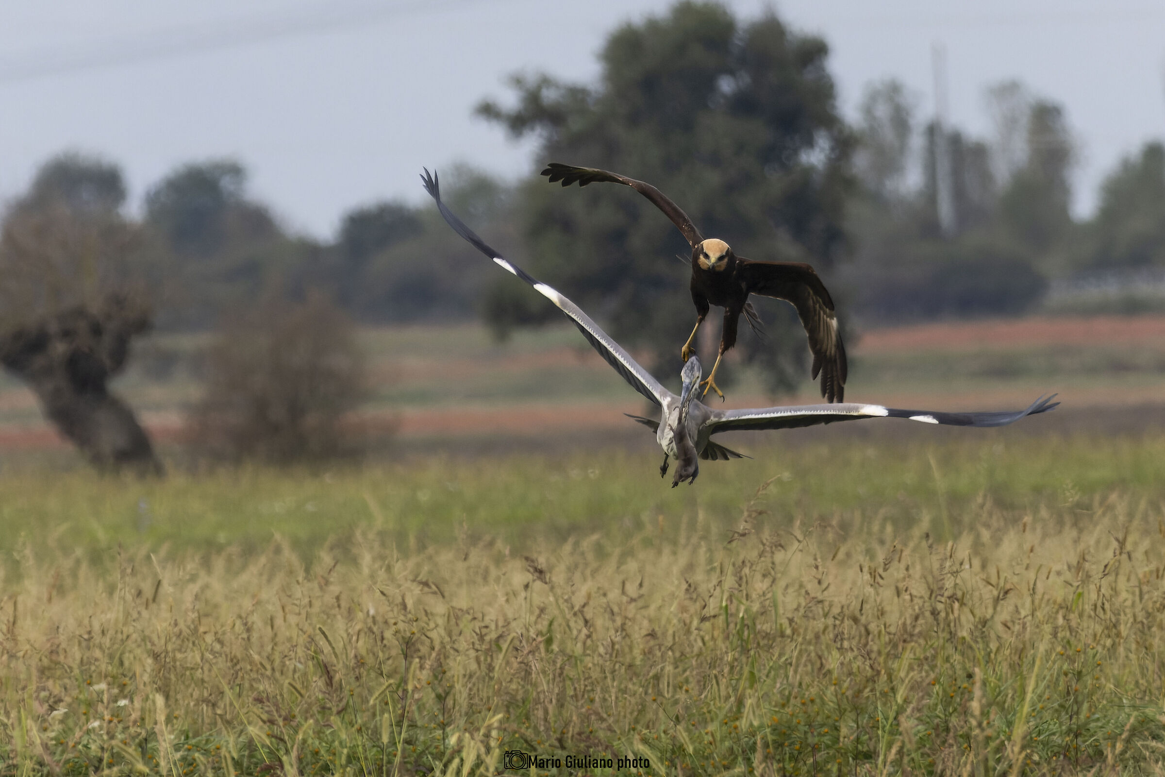 Marsh harrier and grey heron