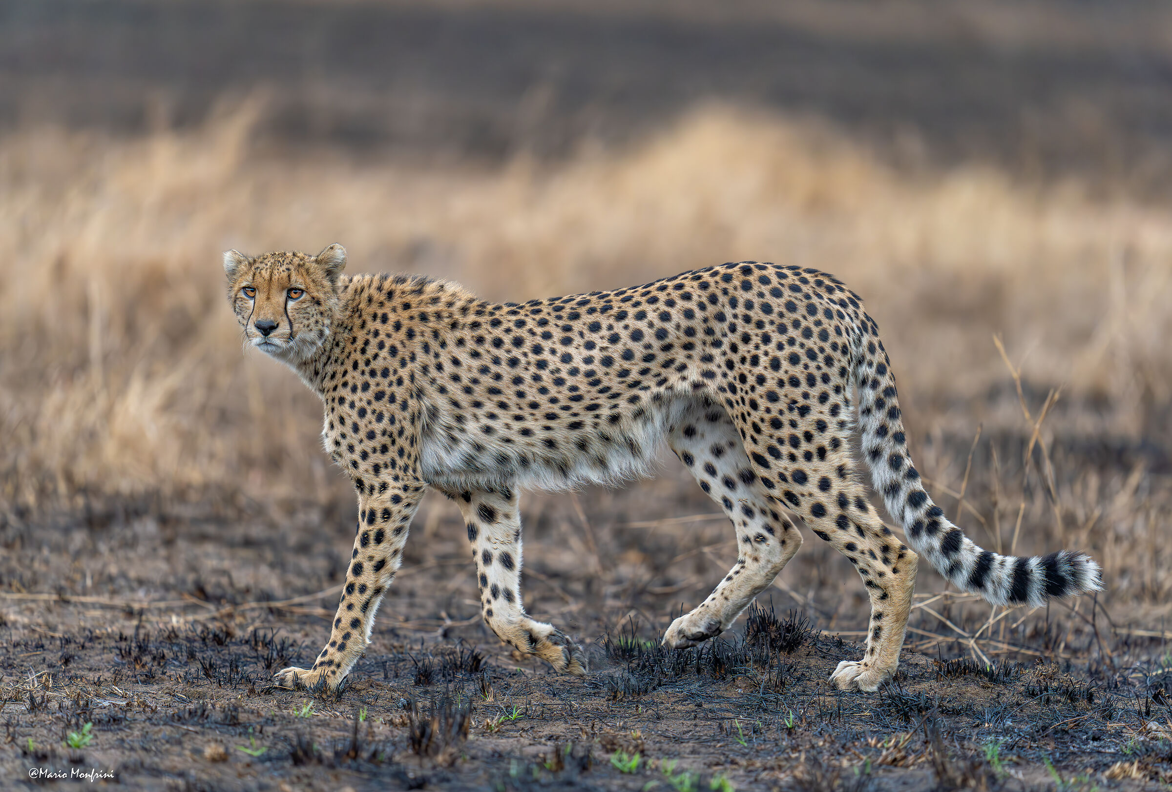 The elegance of the cheetah