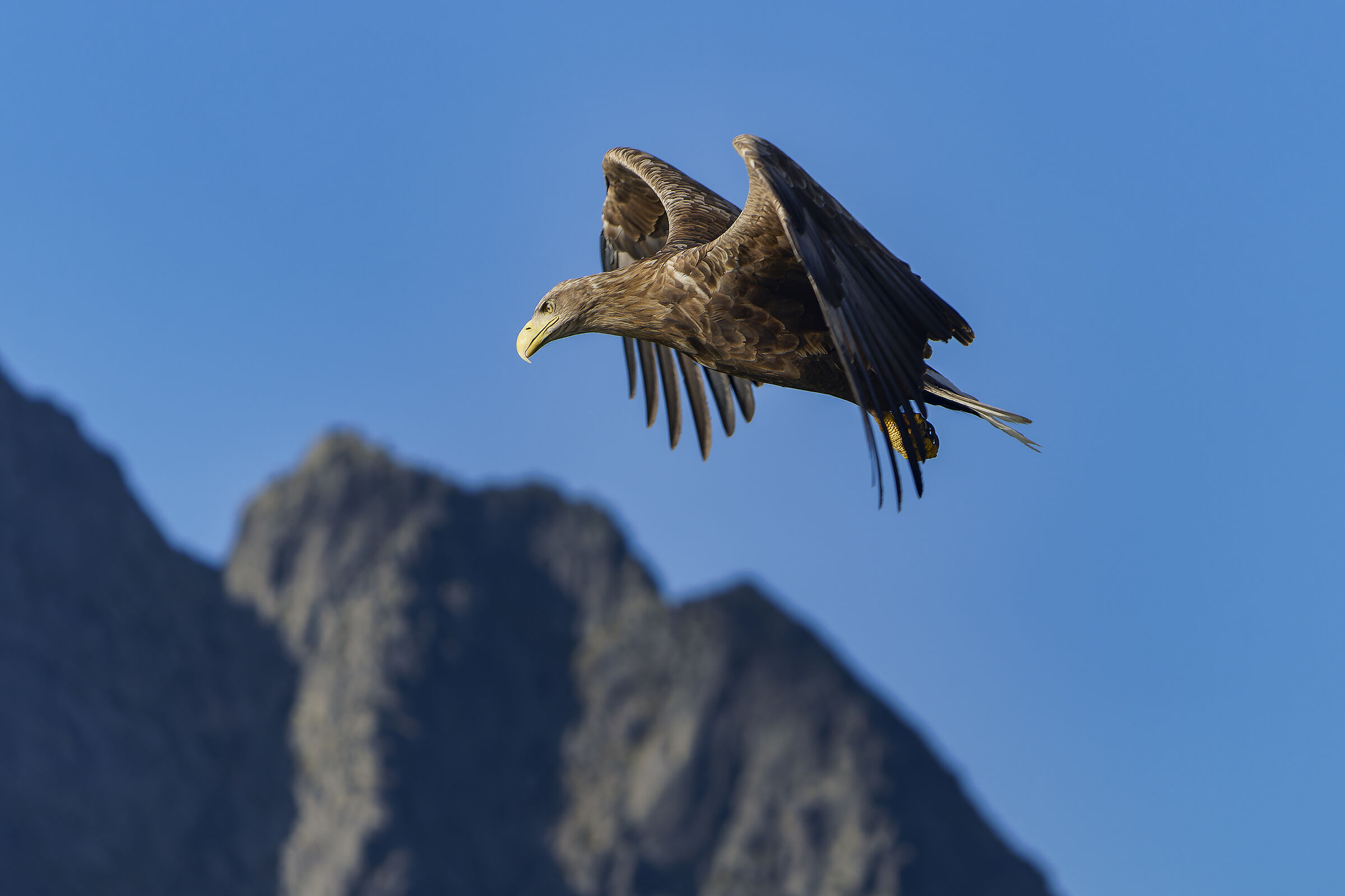 Aquila di mare e monti