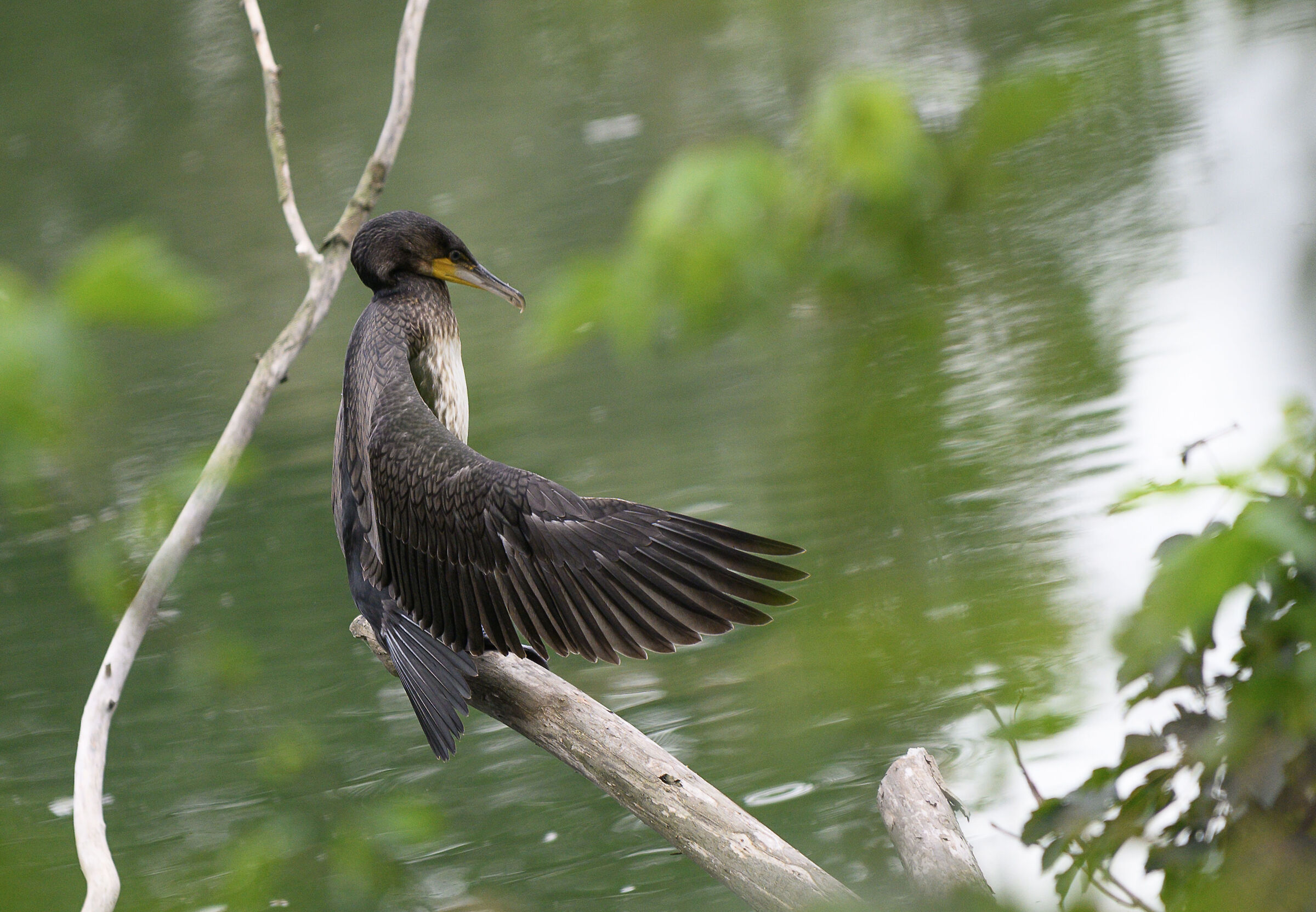 Geroglifico di cormorano