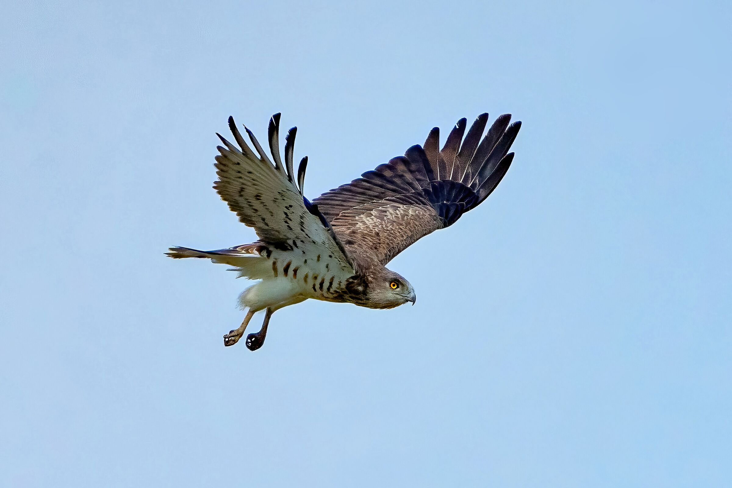 Short-toed Eagle or Snake Eagle