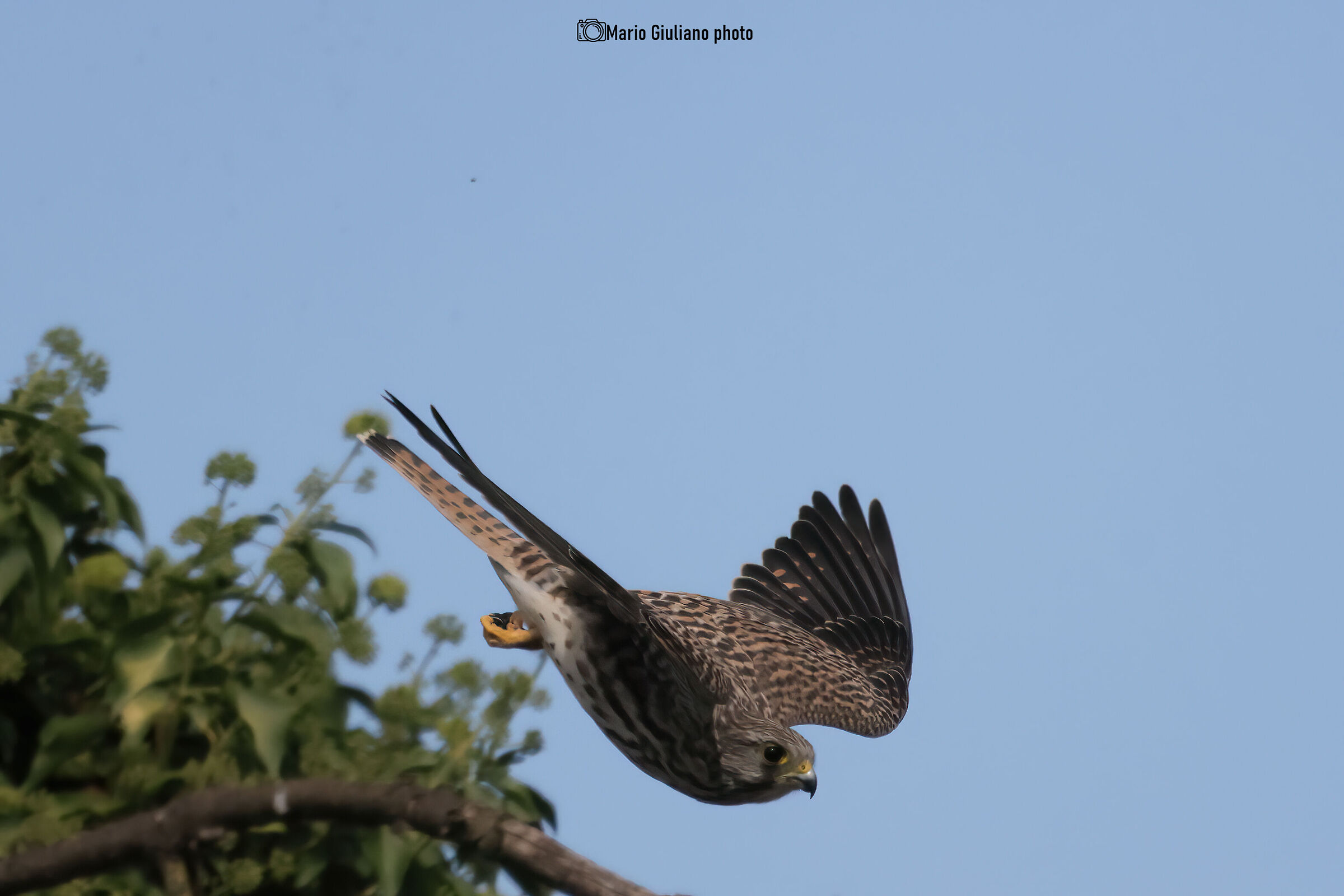 Gheppio in caccia