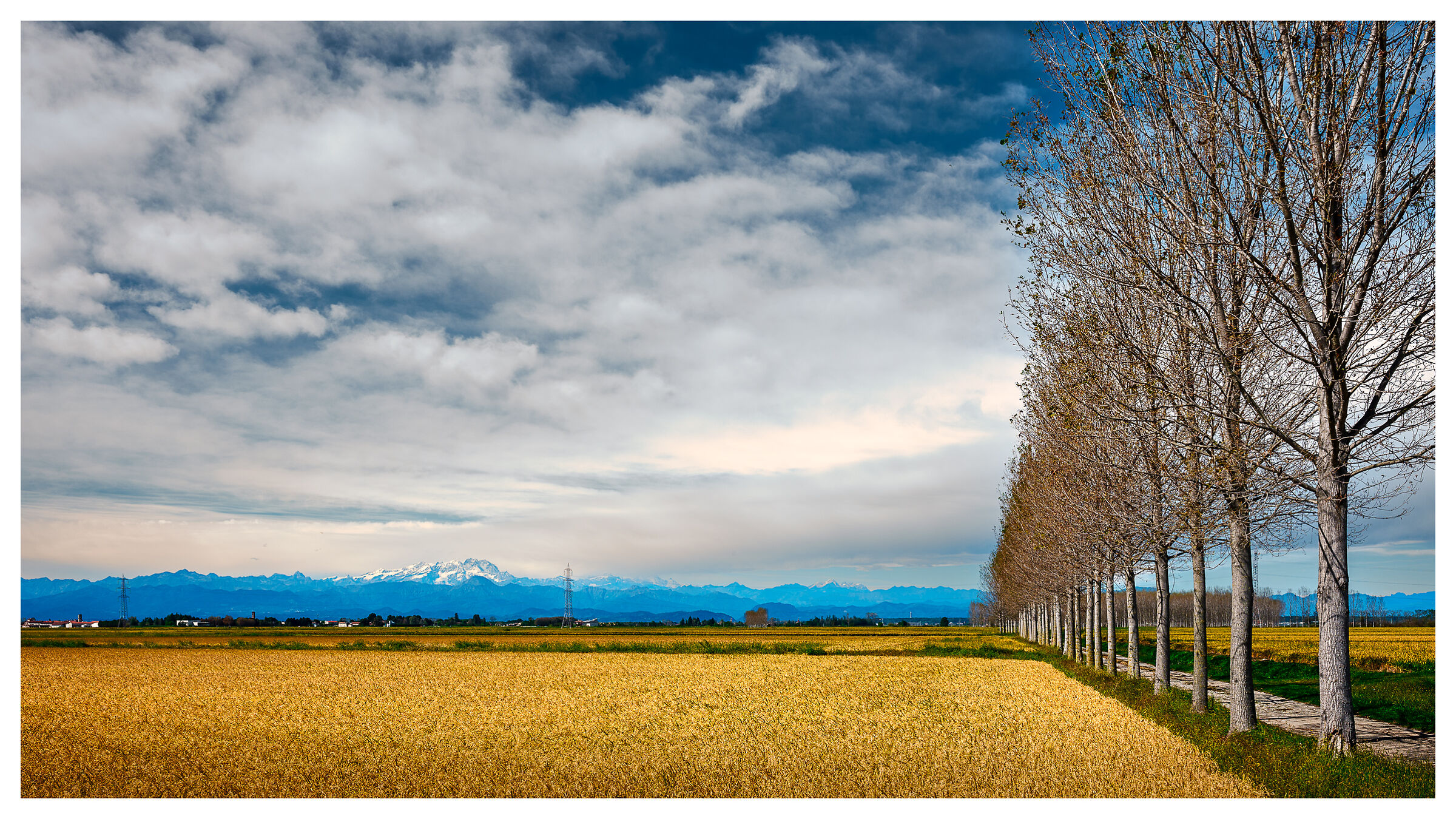 The rice is yellow, the mountain is Pink ...
