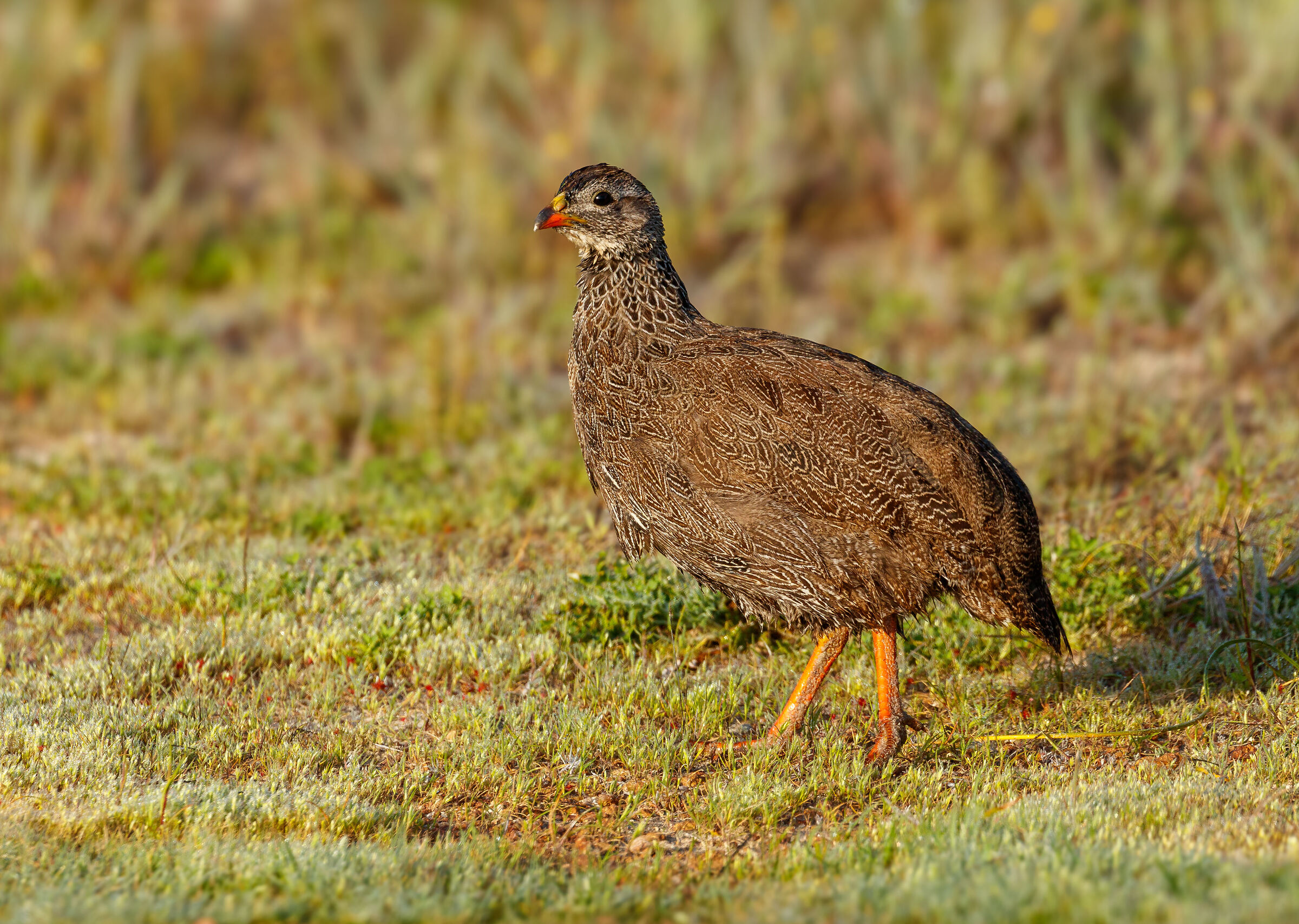 Cape Spurfowl (Pternistis capensis)