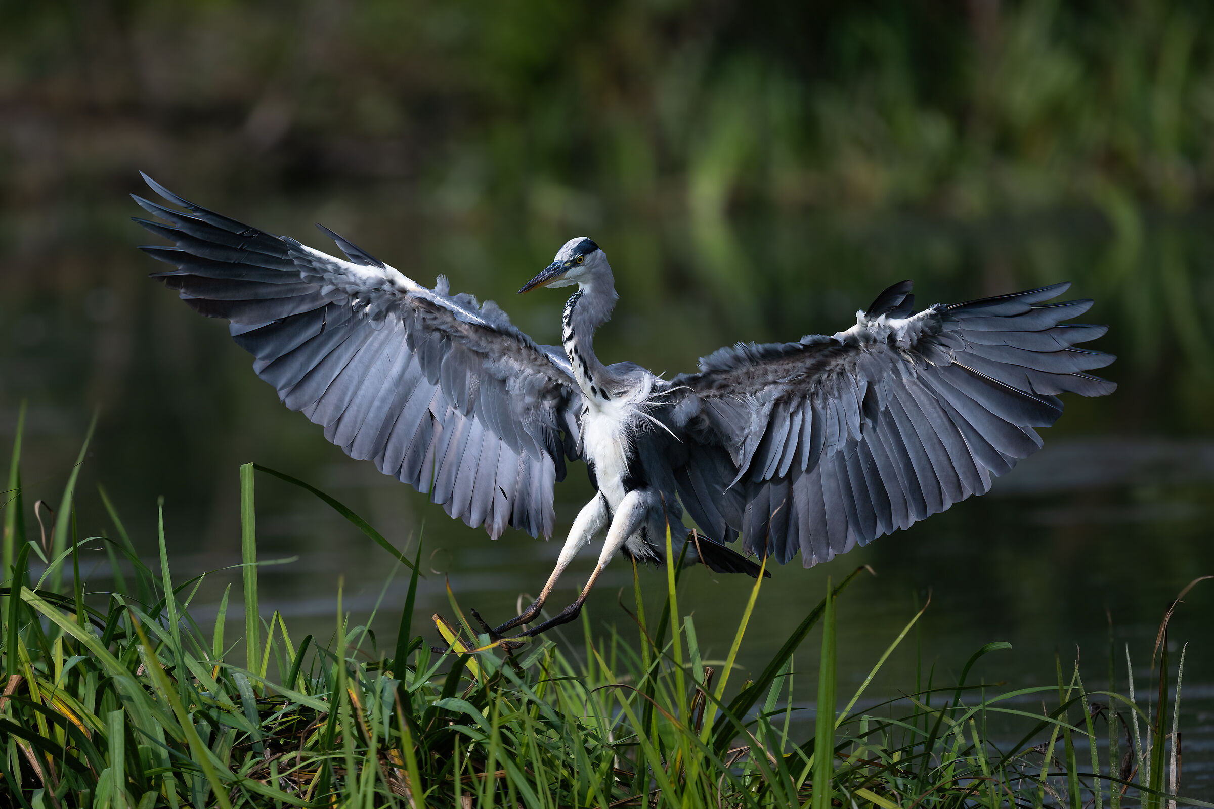 Grey heron