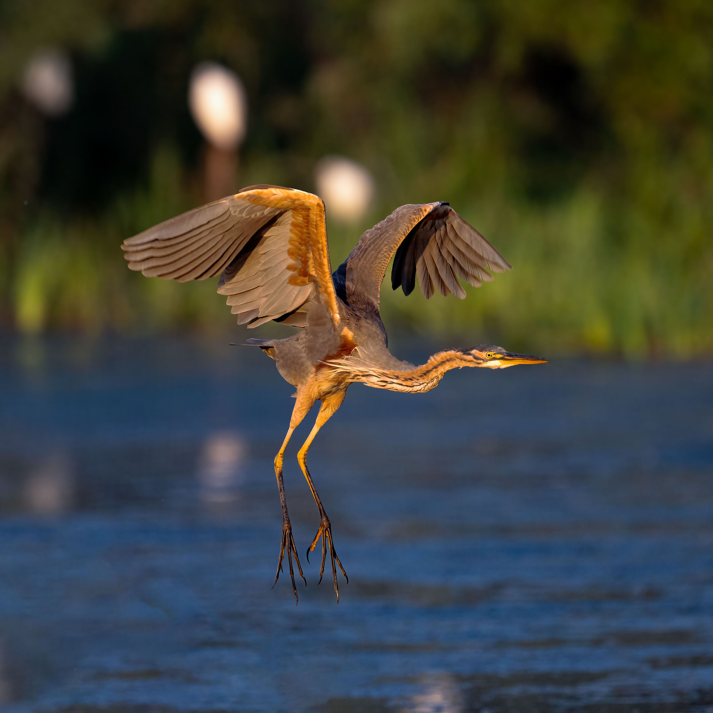 Purple heron
