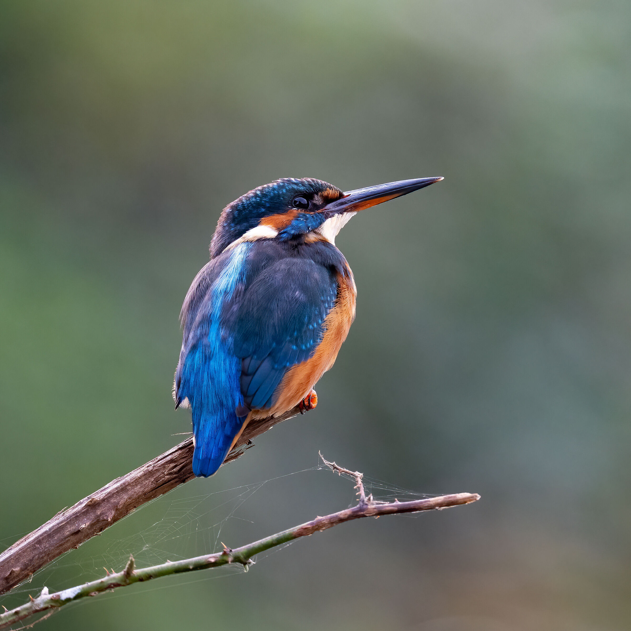Kingfisher