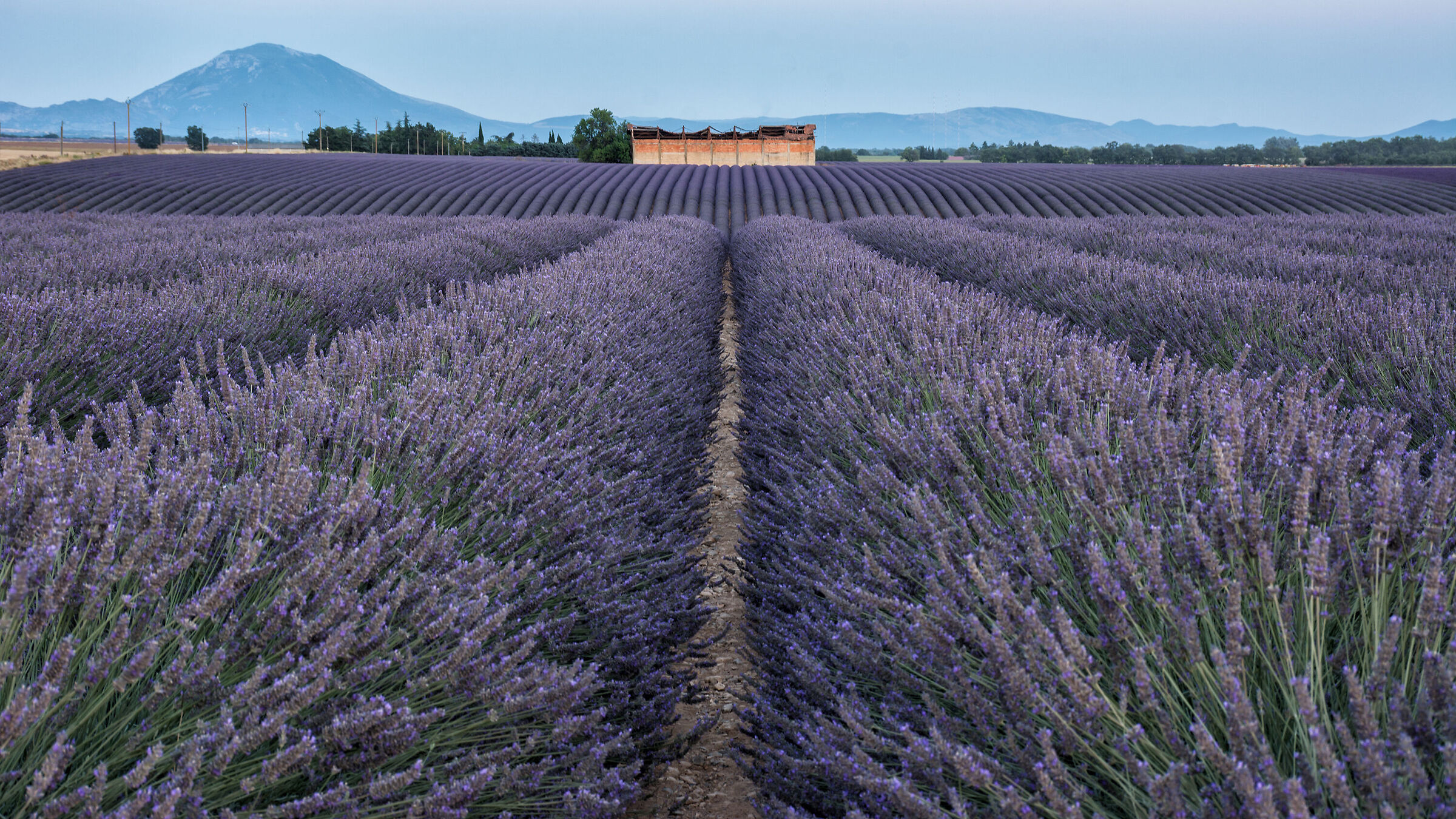 Il rudere nella lavanda