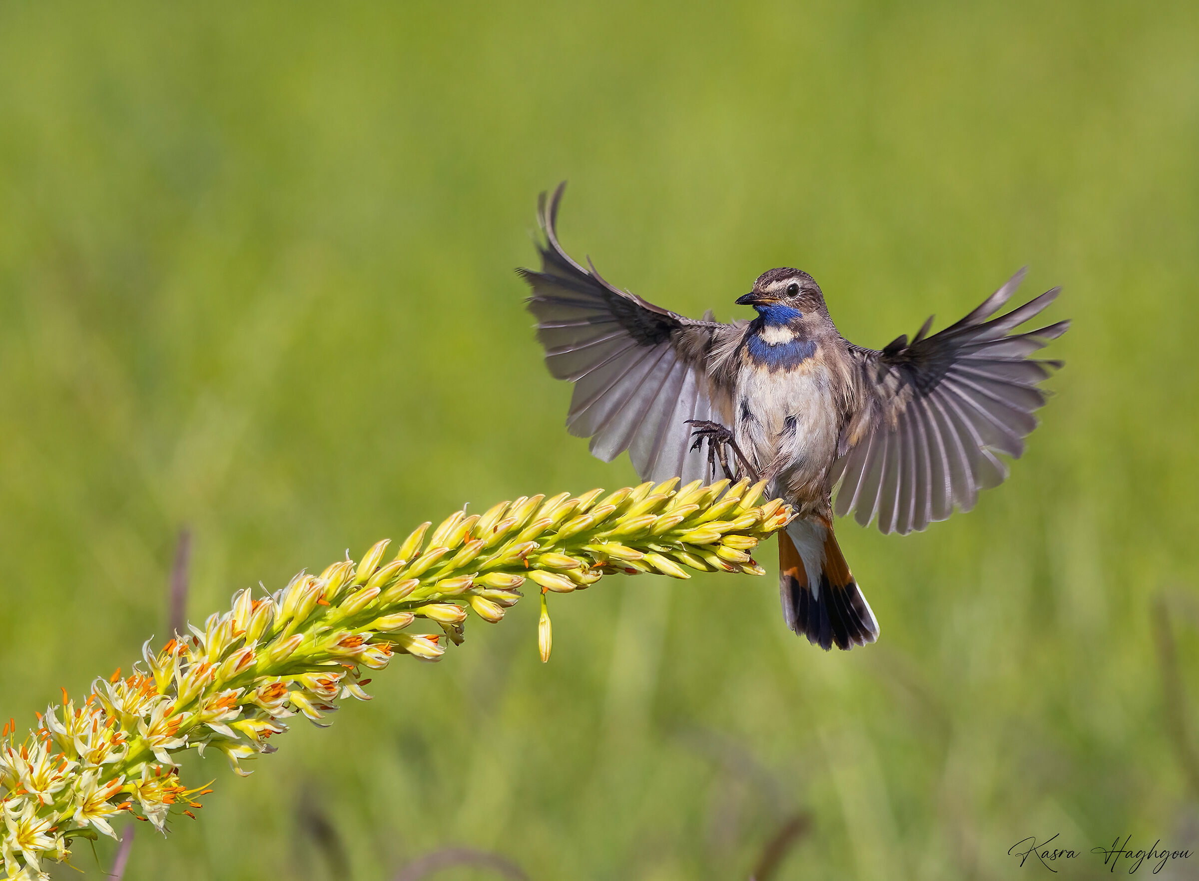 Bluethroat