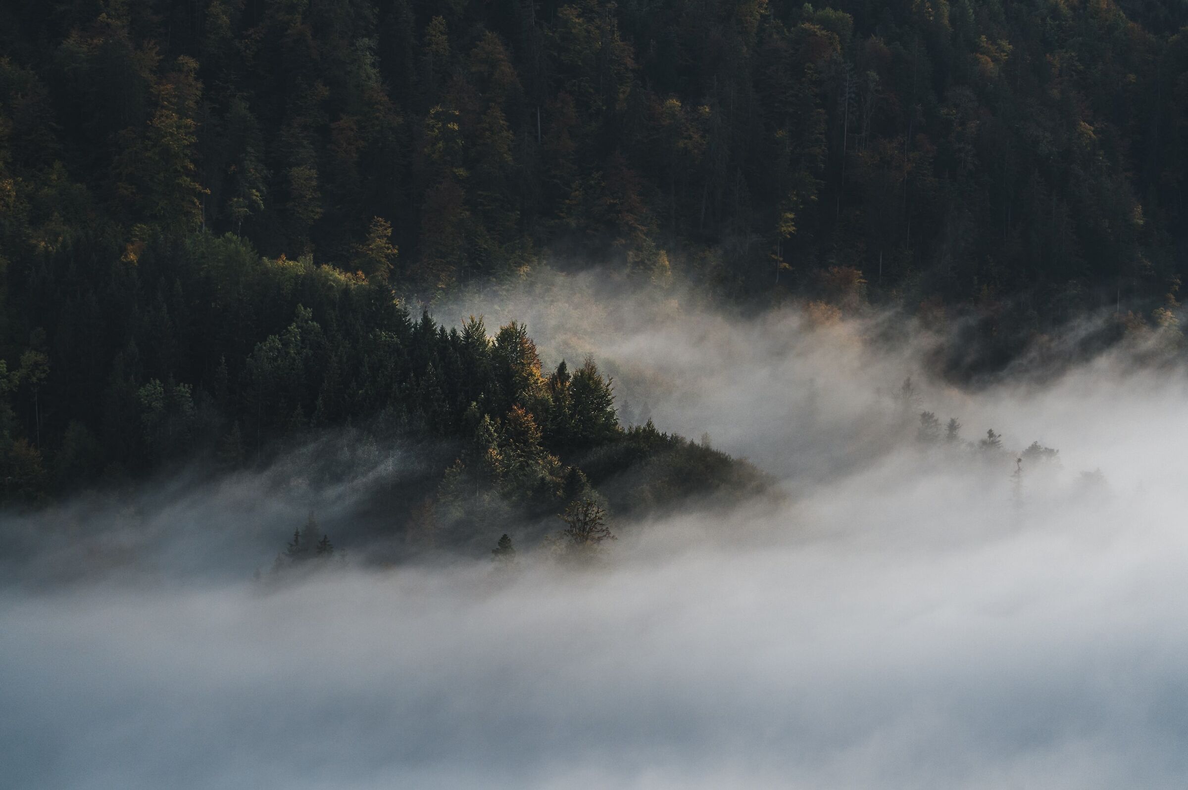 The fog