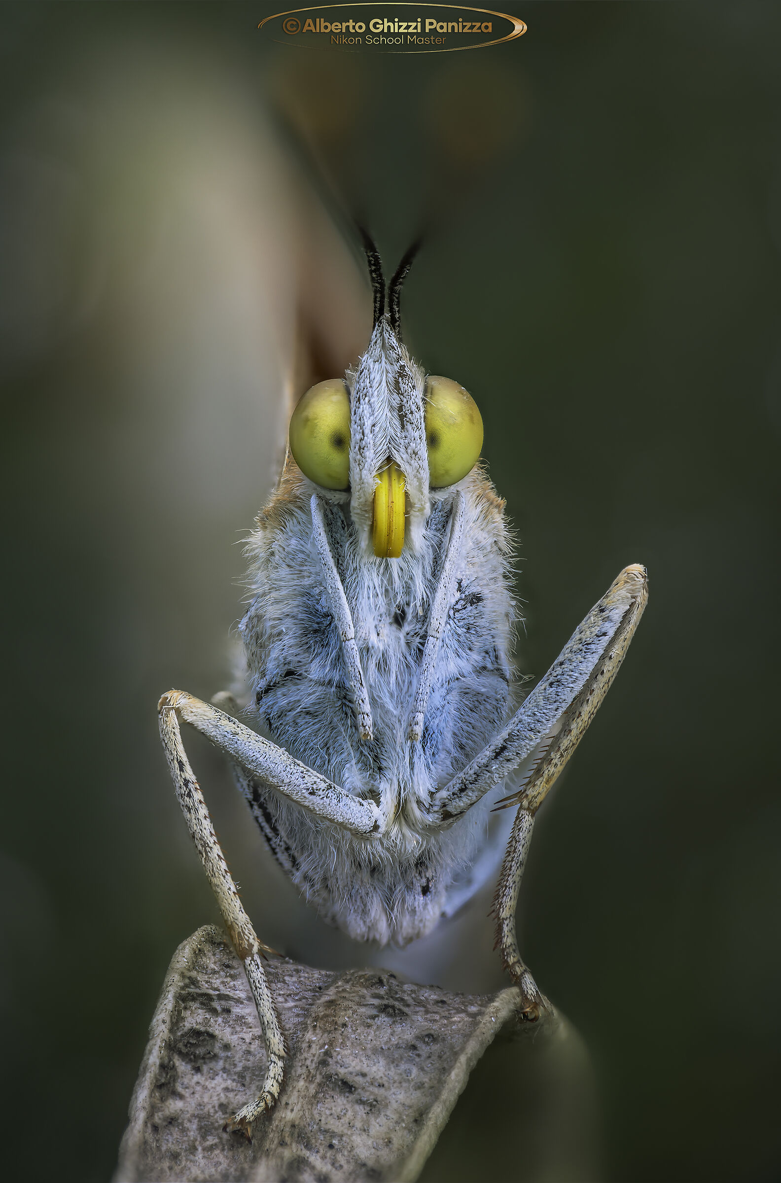 Yellow eyes