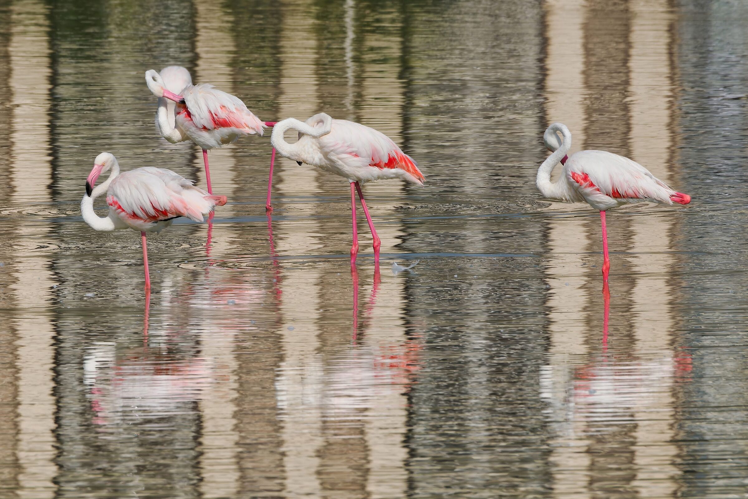 Flamingo (toilet time)