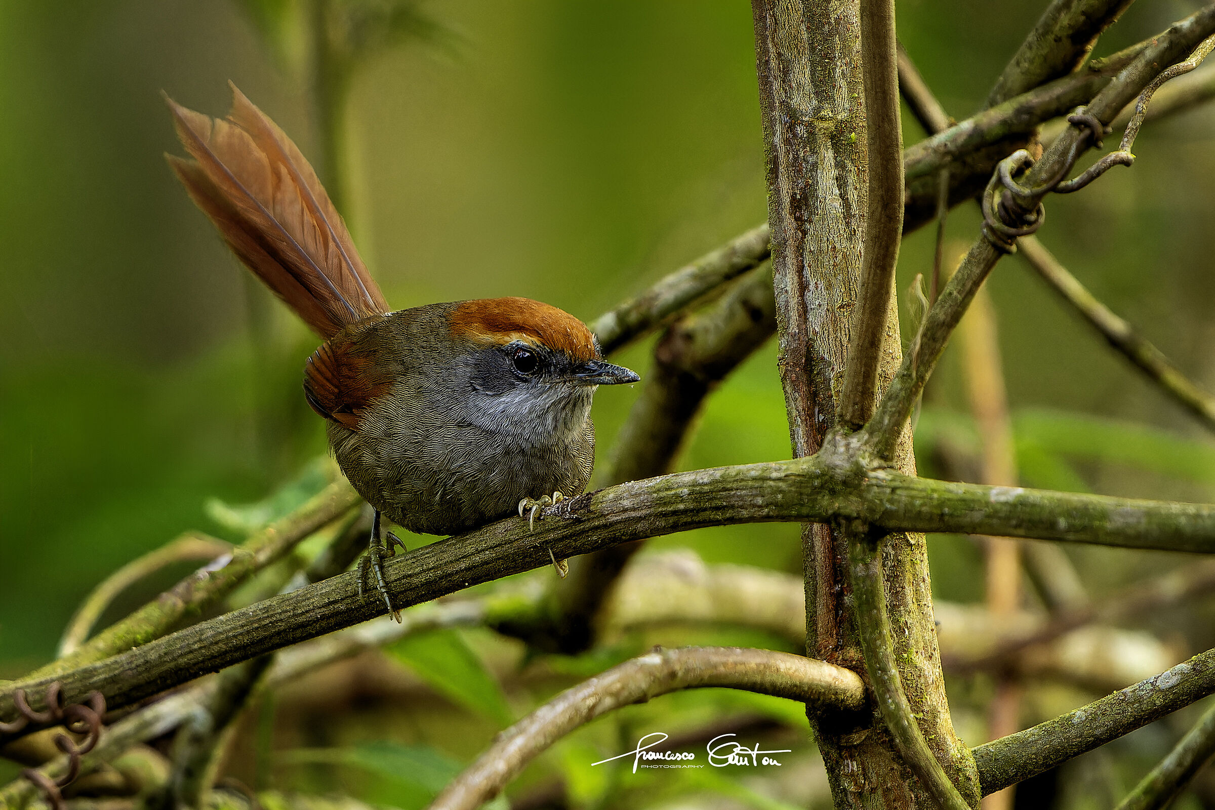 rusty-backed spinetail - coda spinosa dorso rossiccio
