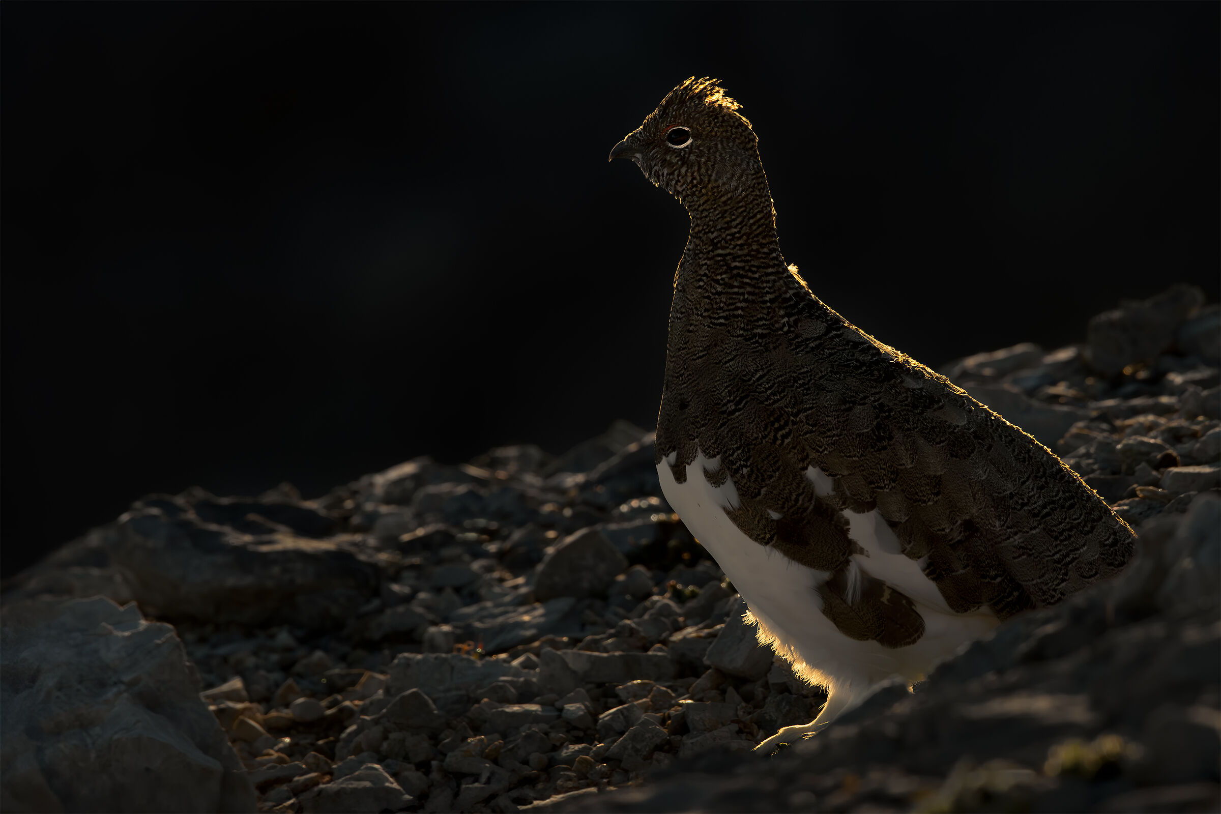 Ptarmigan