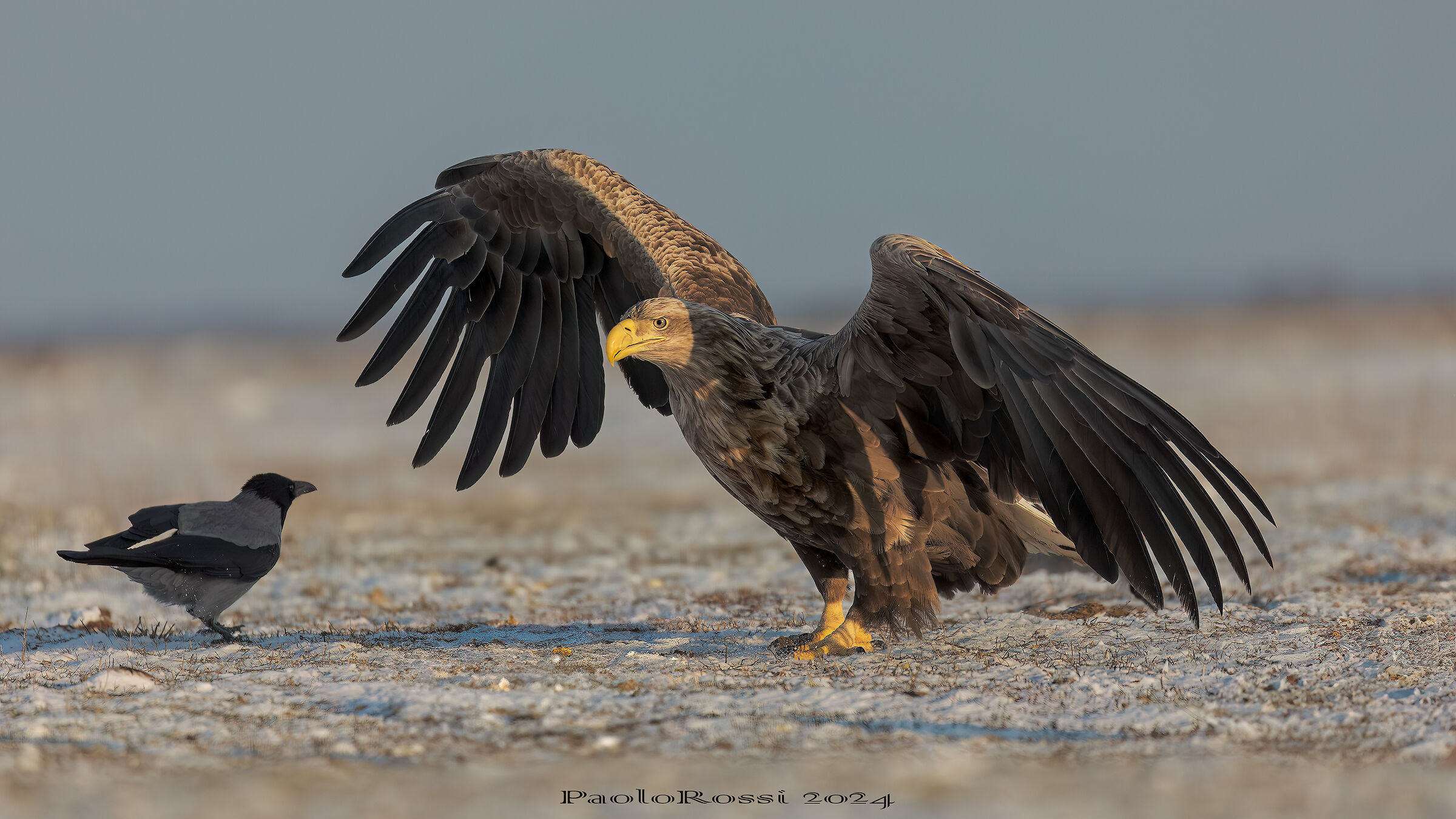 The white-tailed eagle and the crow...